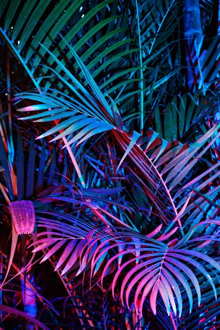 736x1104 Be unique!. Neon aesthetic, Neon jungle, Object photography