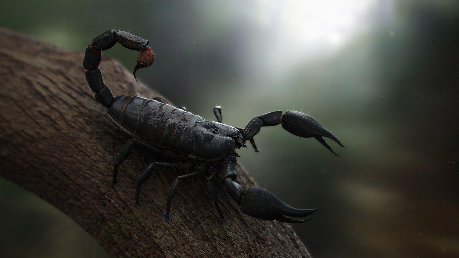 1600x900 Scorpion HD Wallpaper and Background Image