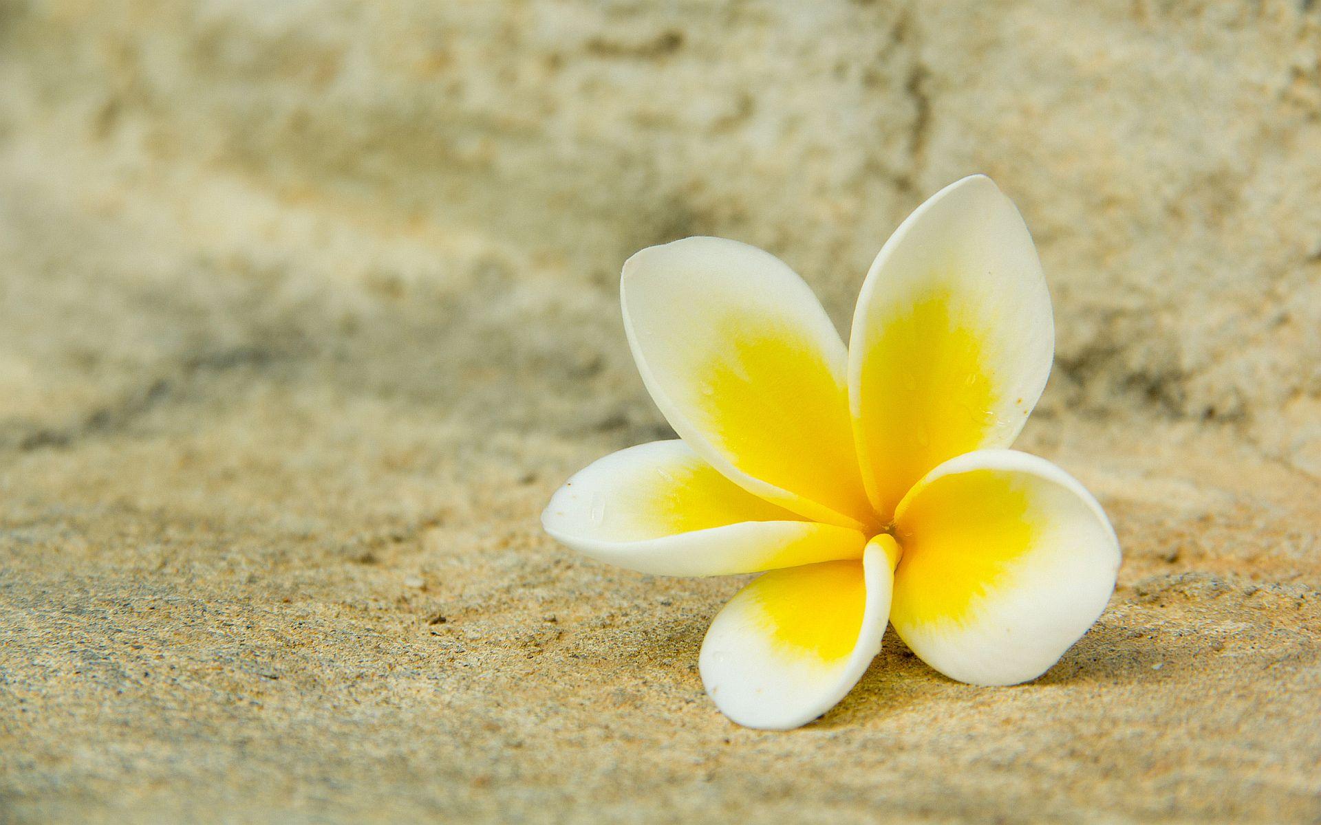 1920x1200 White yellow plumeria