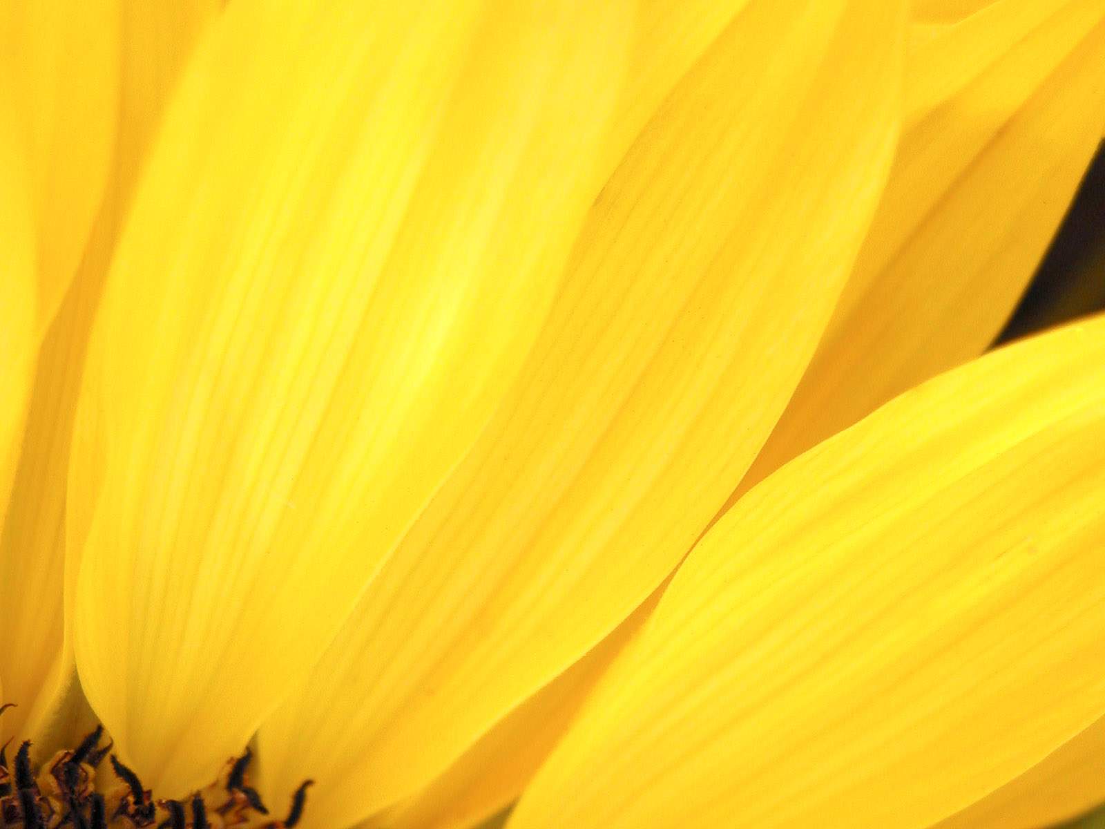 1600x1200 The Yellow Wallpaper Resolution