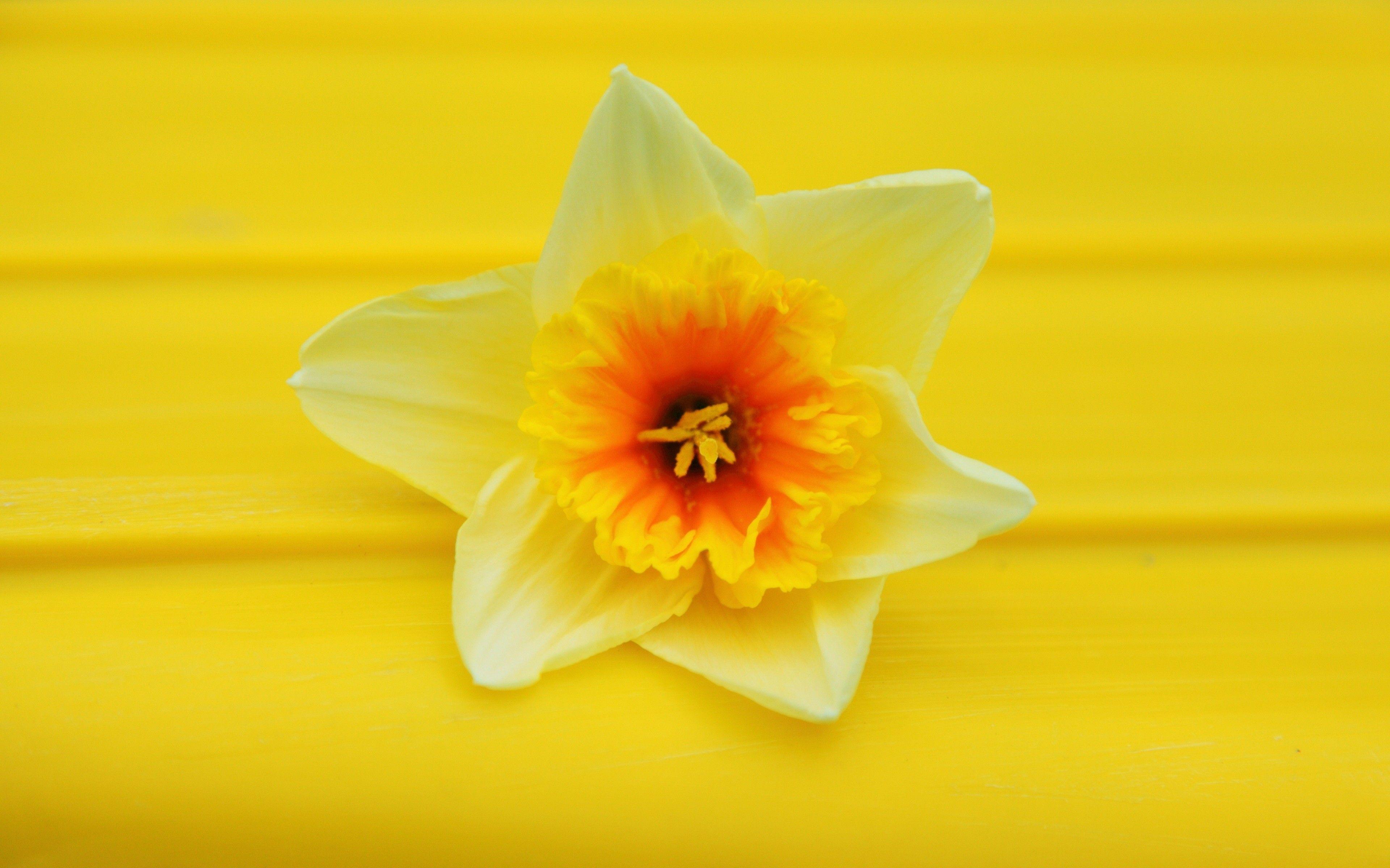 3840x2400 A white daffodil macro close up wallpaper