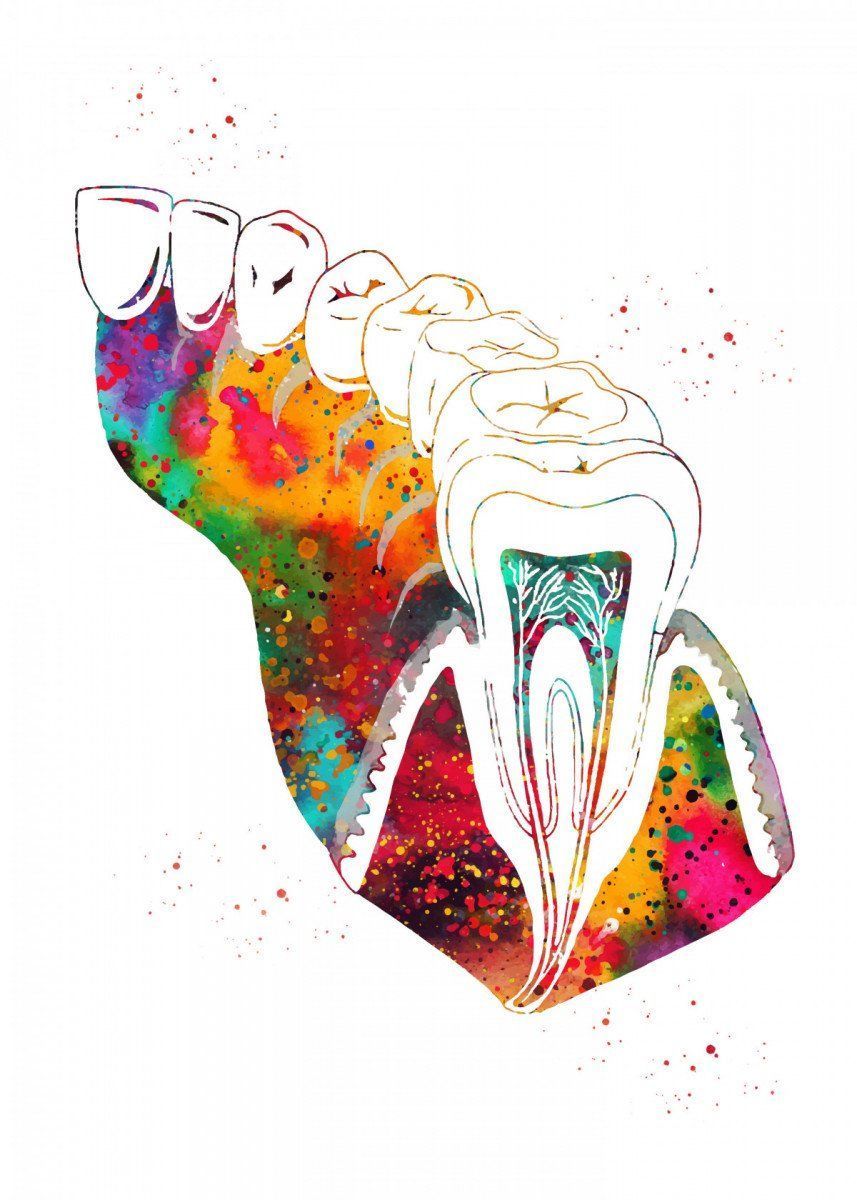 857x1200 Molar Tooth Section' Poster by Erzebet Prikel. Displate. Teeth art, Dental wall art, Dental art