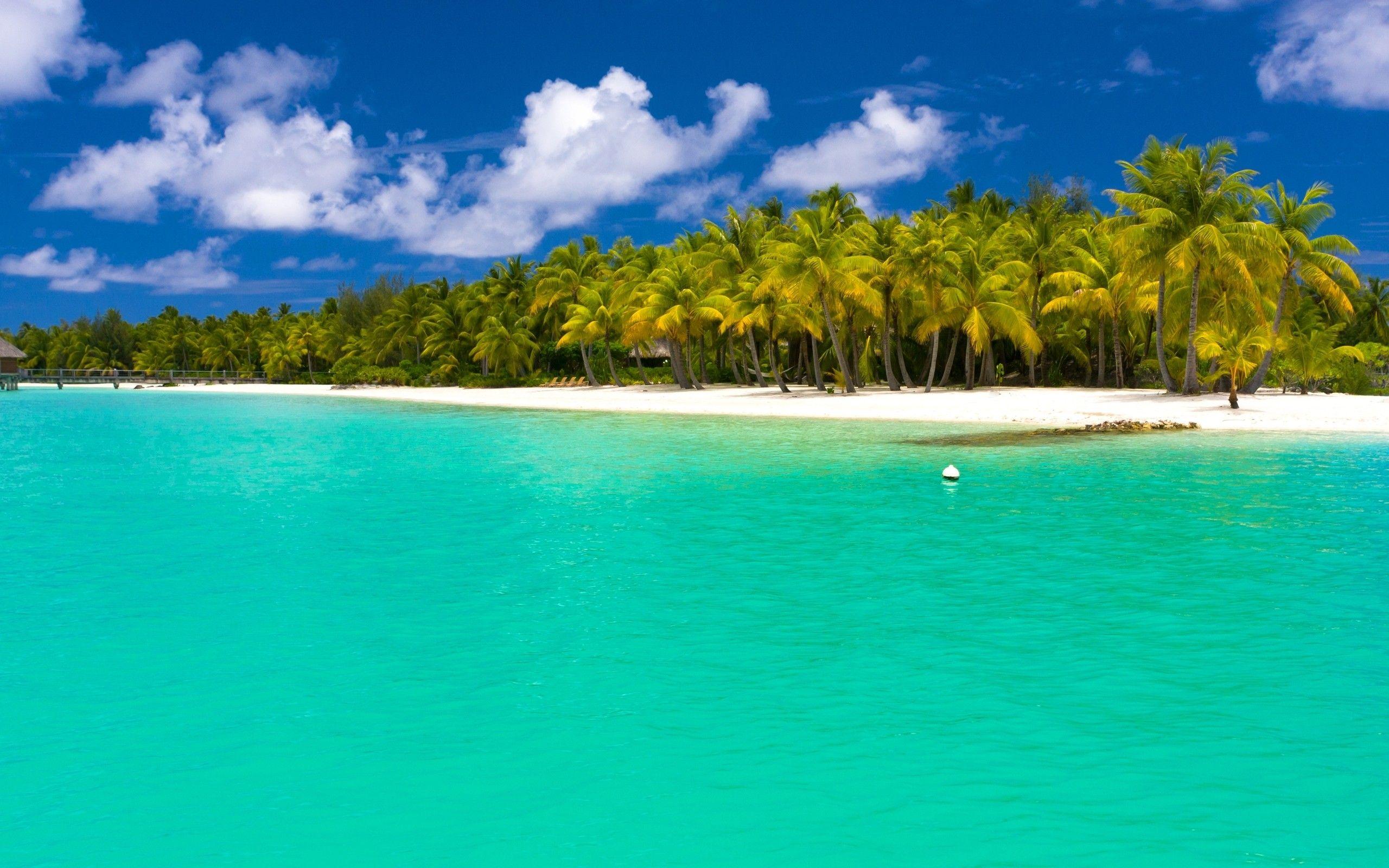 2560x1600 Beaches: Ocean Maldives Sea Beaches Nature Palms Trees Paradise Palm