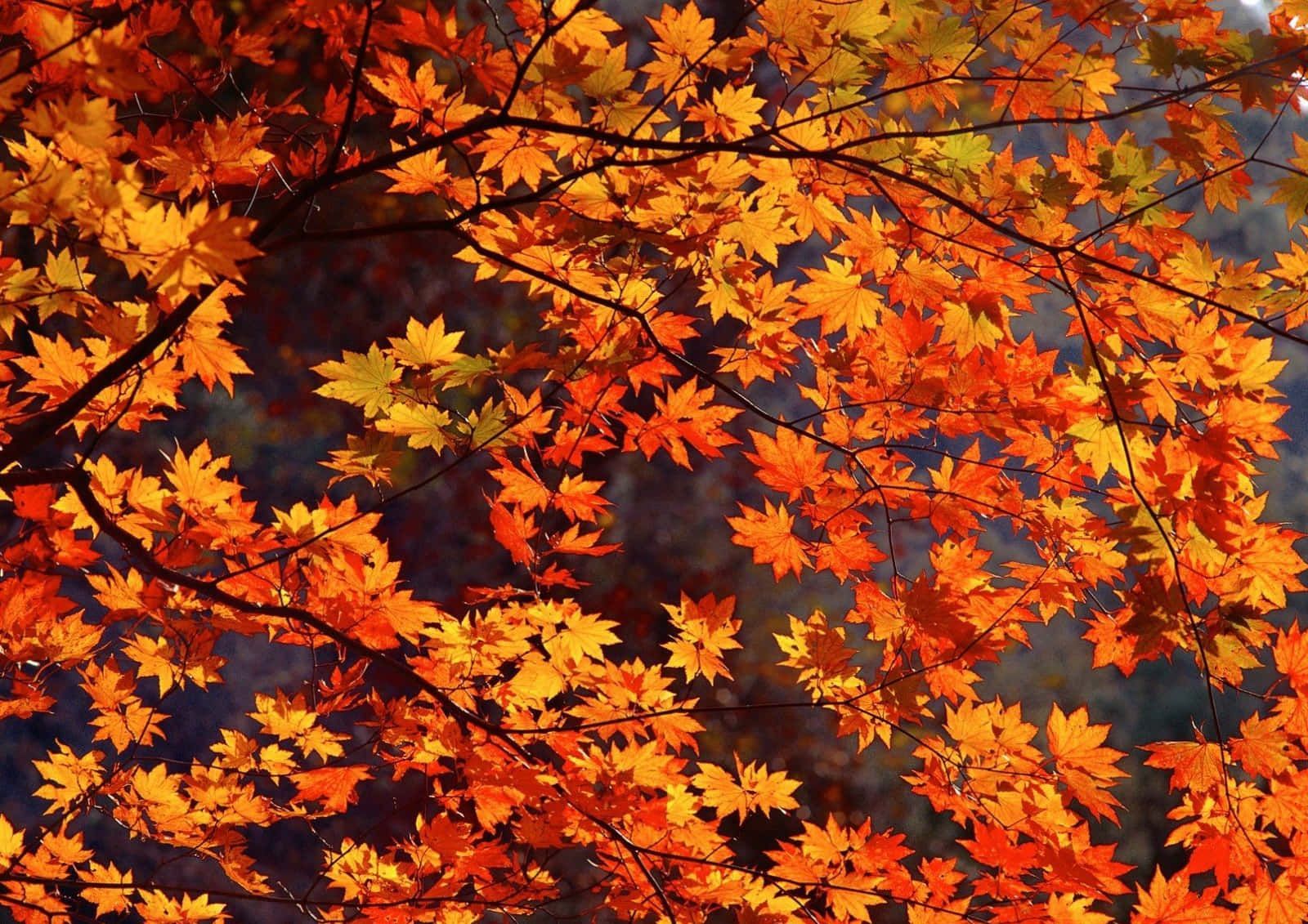 1600x1131 Download Autumn Is Here: Enjoy The Cozy Fall Vibes! Wallpaper