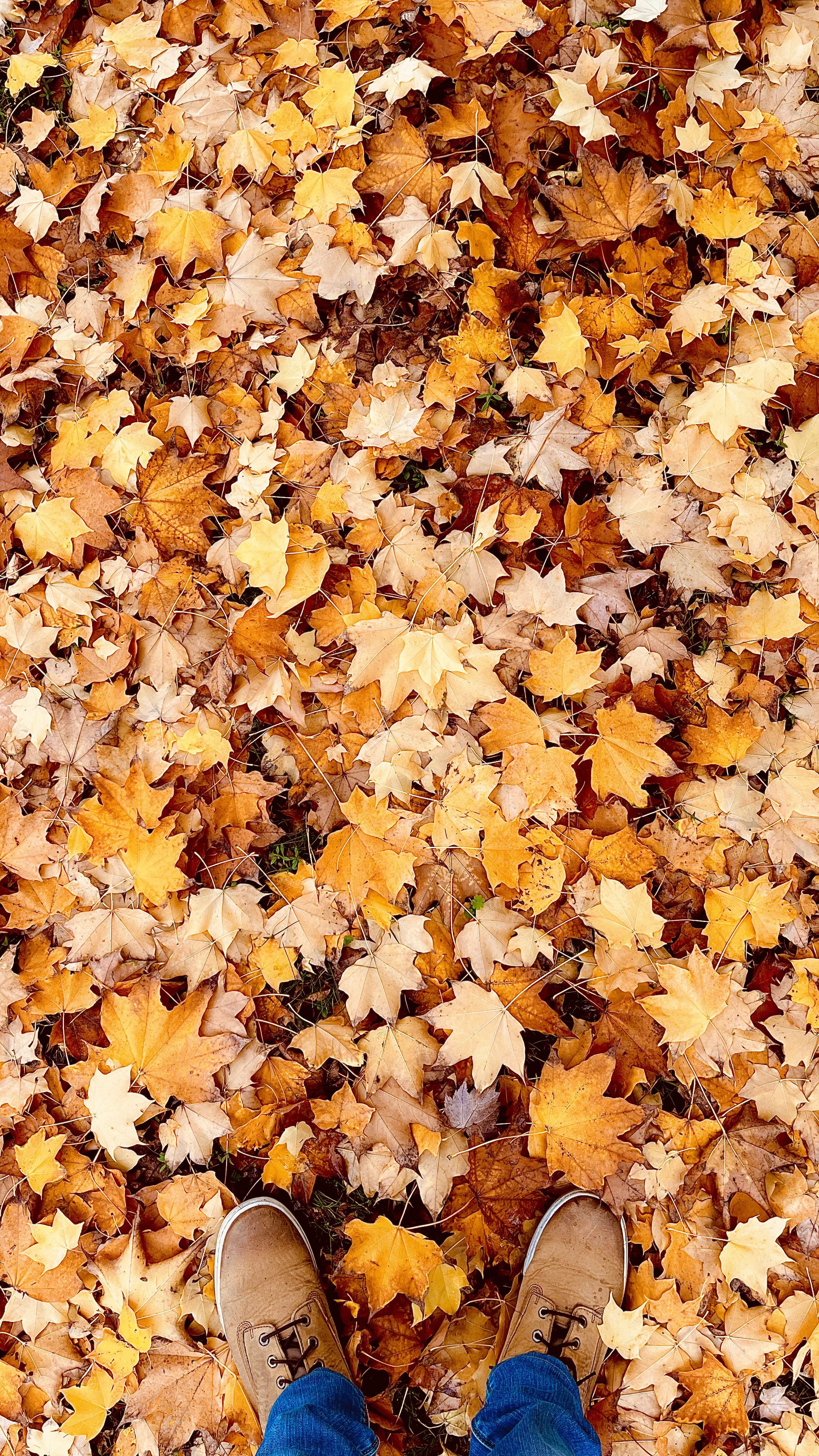 2268x4032 Autumn Vibes wallpaper