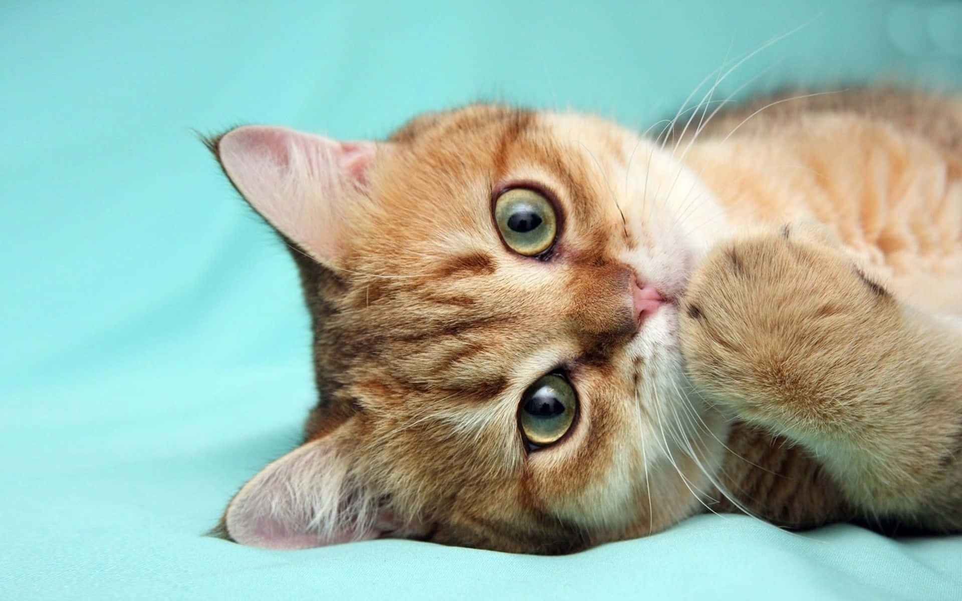 1920x1200 Ginger Cat Picture