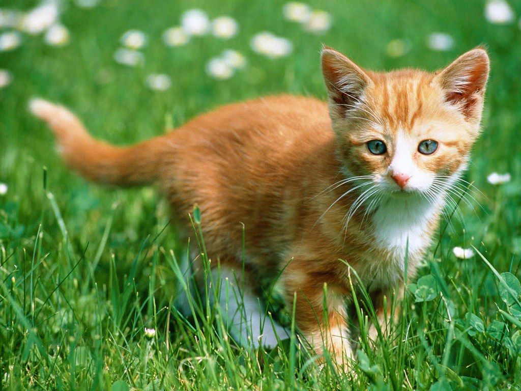 1024x768 new update Cute Ginger Cat HD Wallpaper