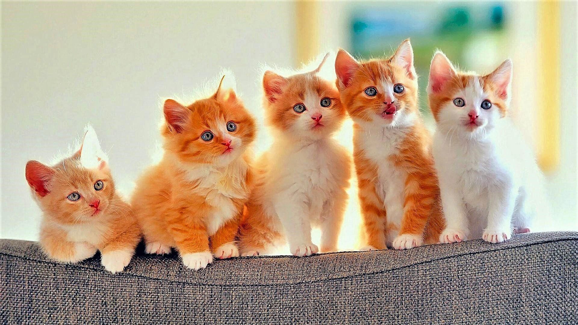 1920x1080 Ginger Cat Wallpaper