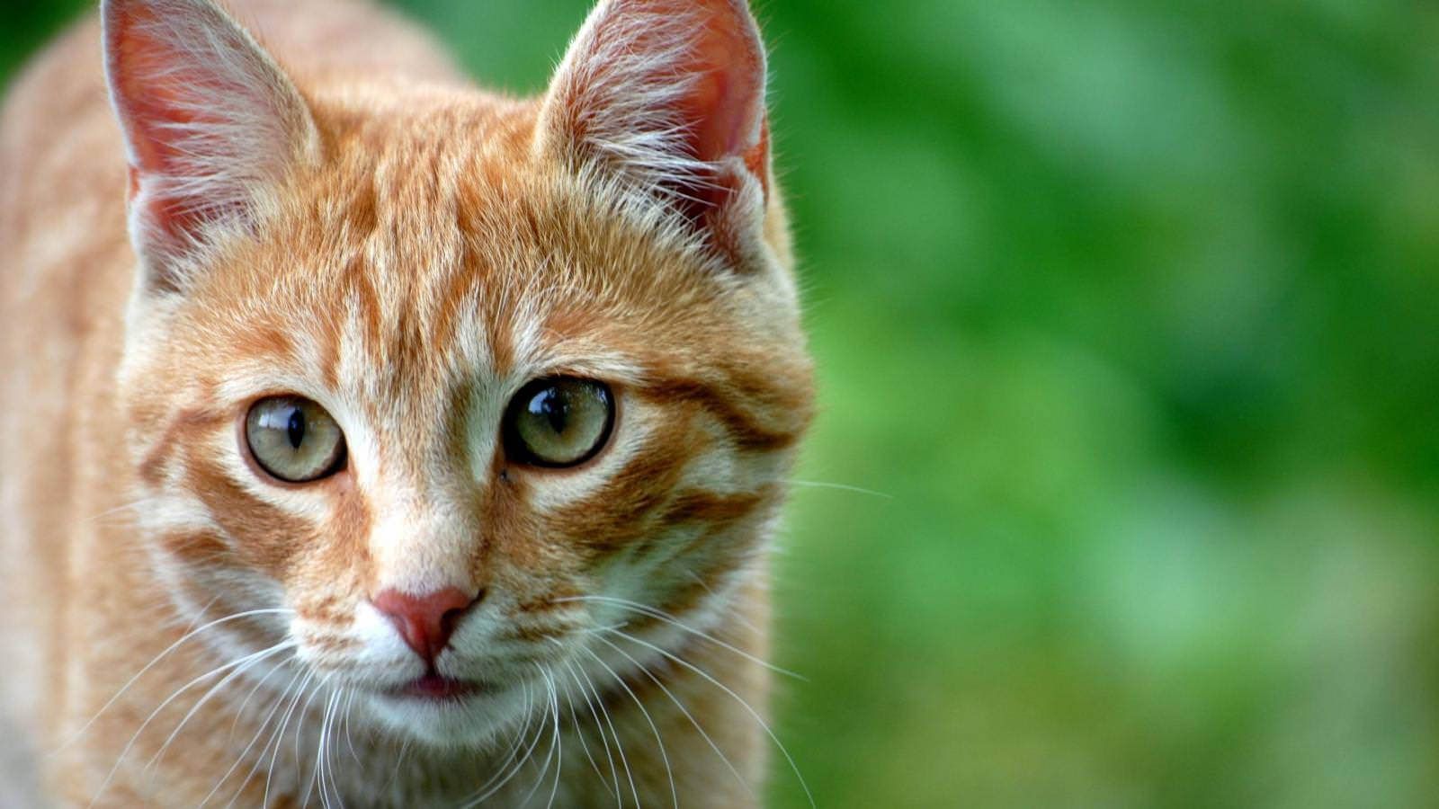 1600x900 new update Cute Ginger Cat Wallpaper hdwallpaperaz.com. Orange cats, Cats, Ginger cats
