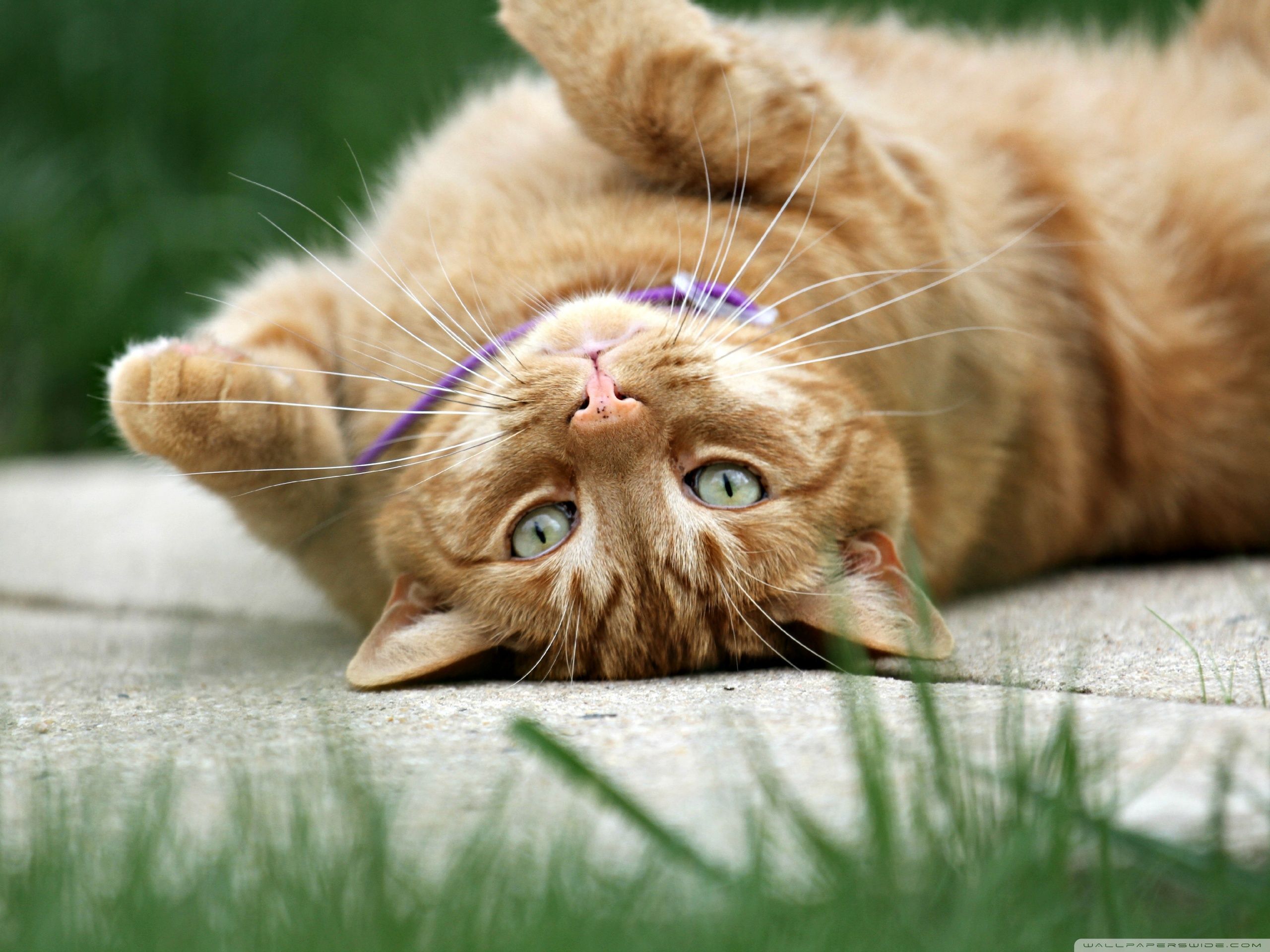 Cute Ginger Cat Wallpapers Top Free Cute Ginger Cat Backgrounds WallpaperAccess