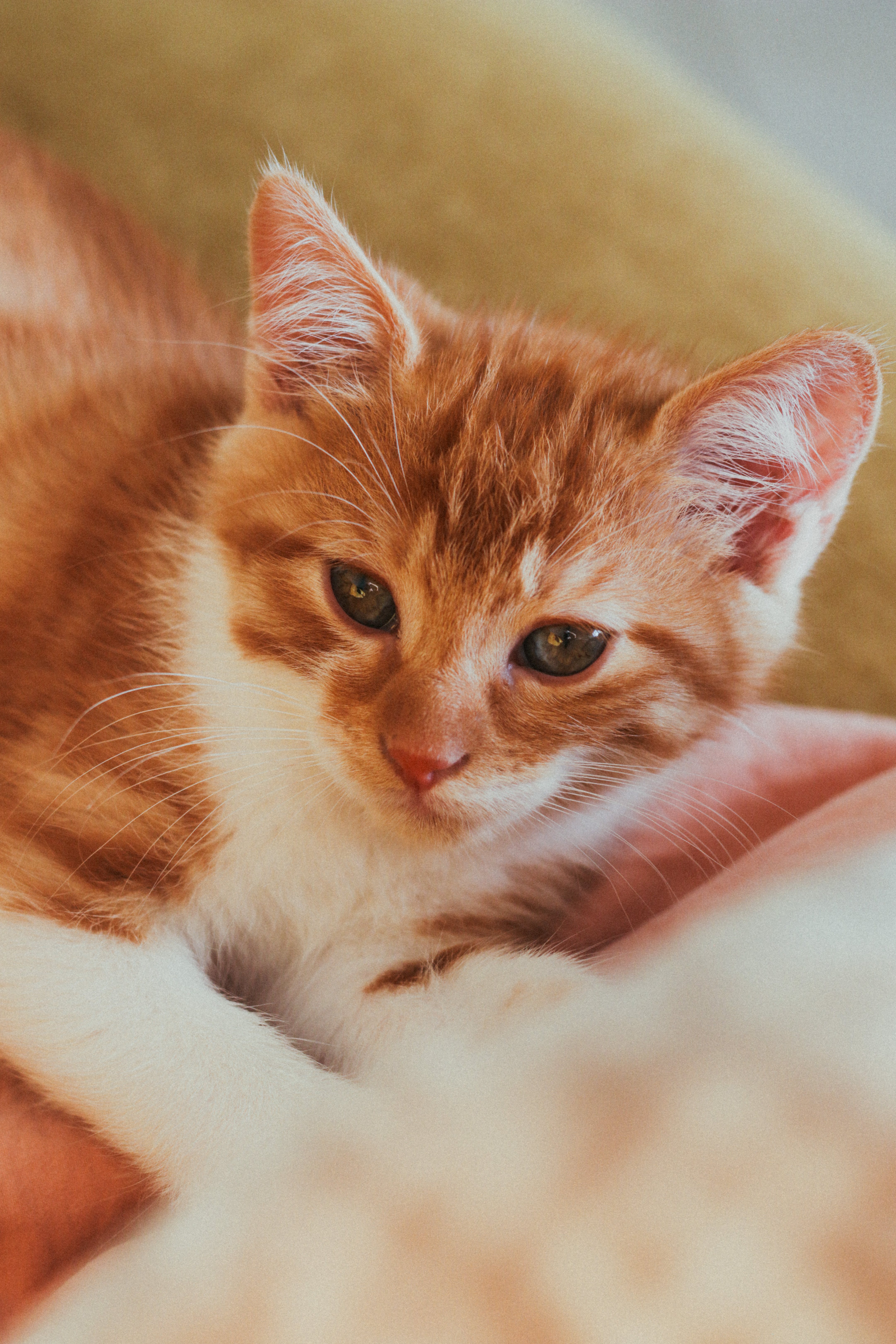 4323x6485 Ginger Cat Photo, Download The BEST Free Ginger Cat & HD Image