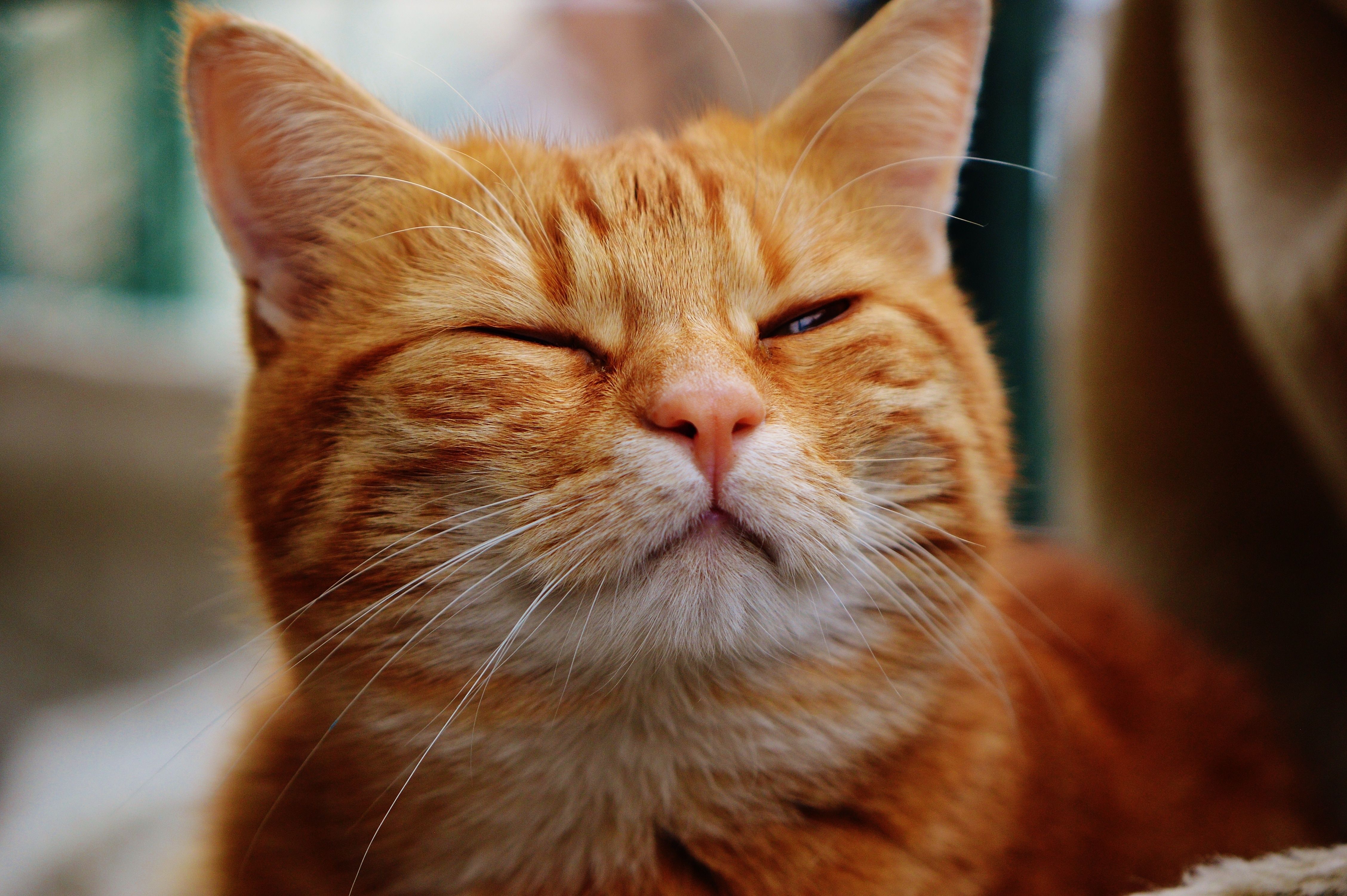 4512x3000 Orange Cats Wallpaper
