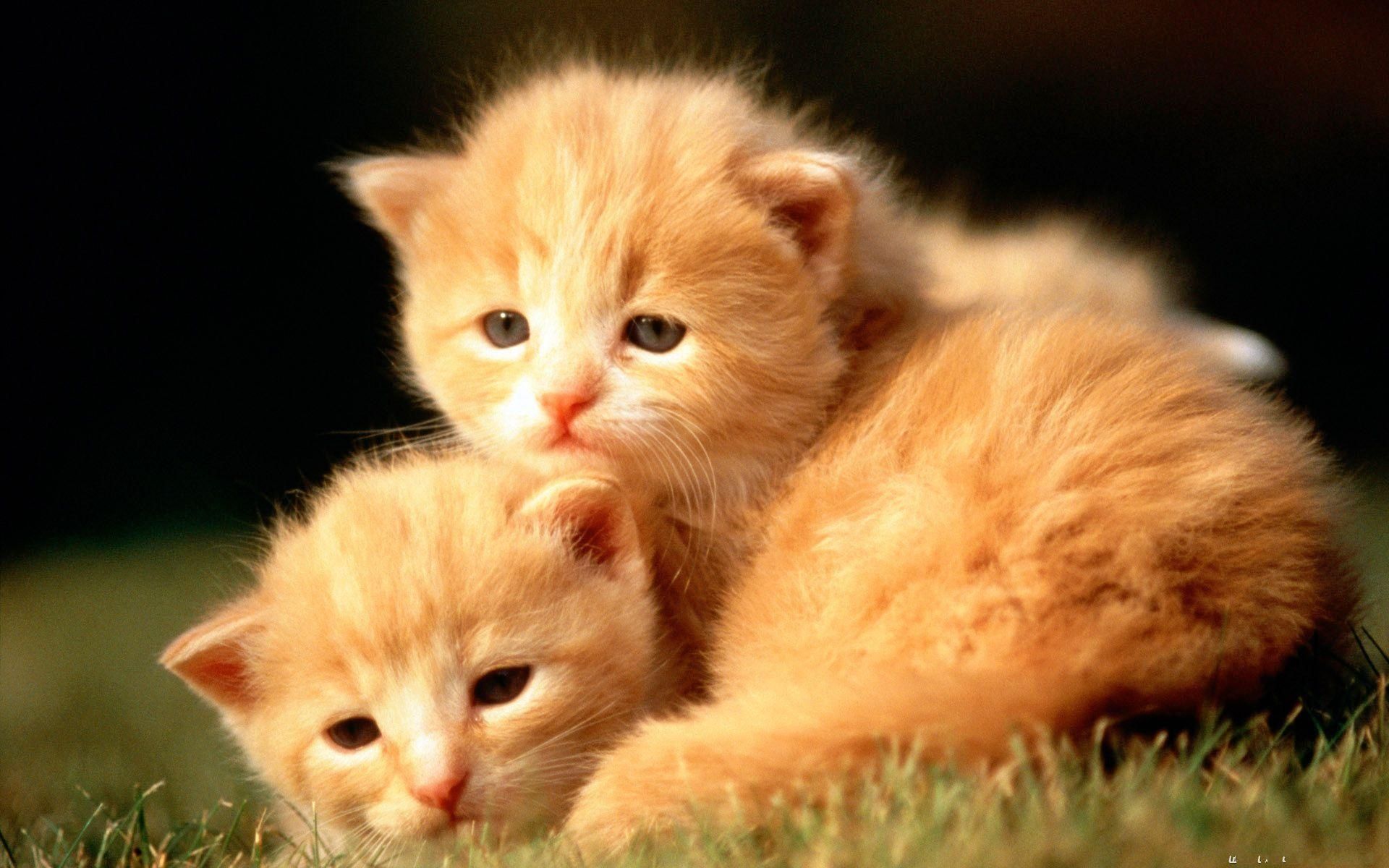 Cute Ginger Cat Wallpapers Top Free Cute Ginger Cat Backgrounds WallpaperAccess