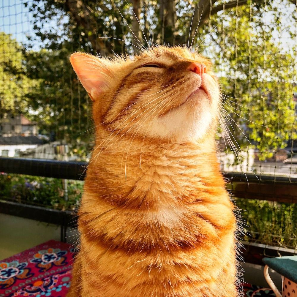 1000x1000 Cat Sun Picture. Download Free Image