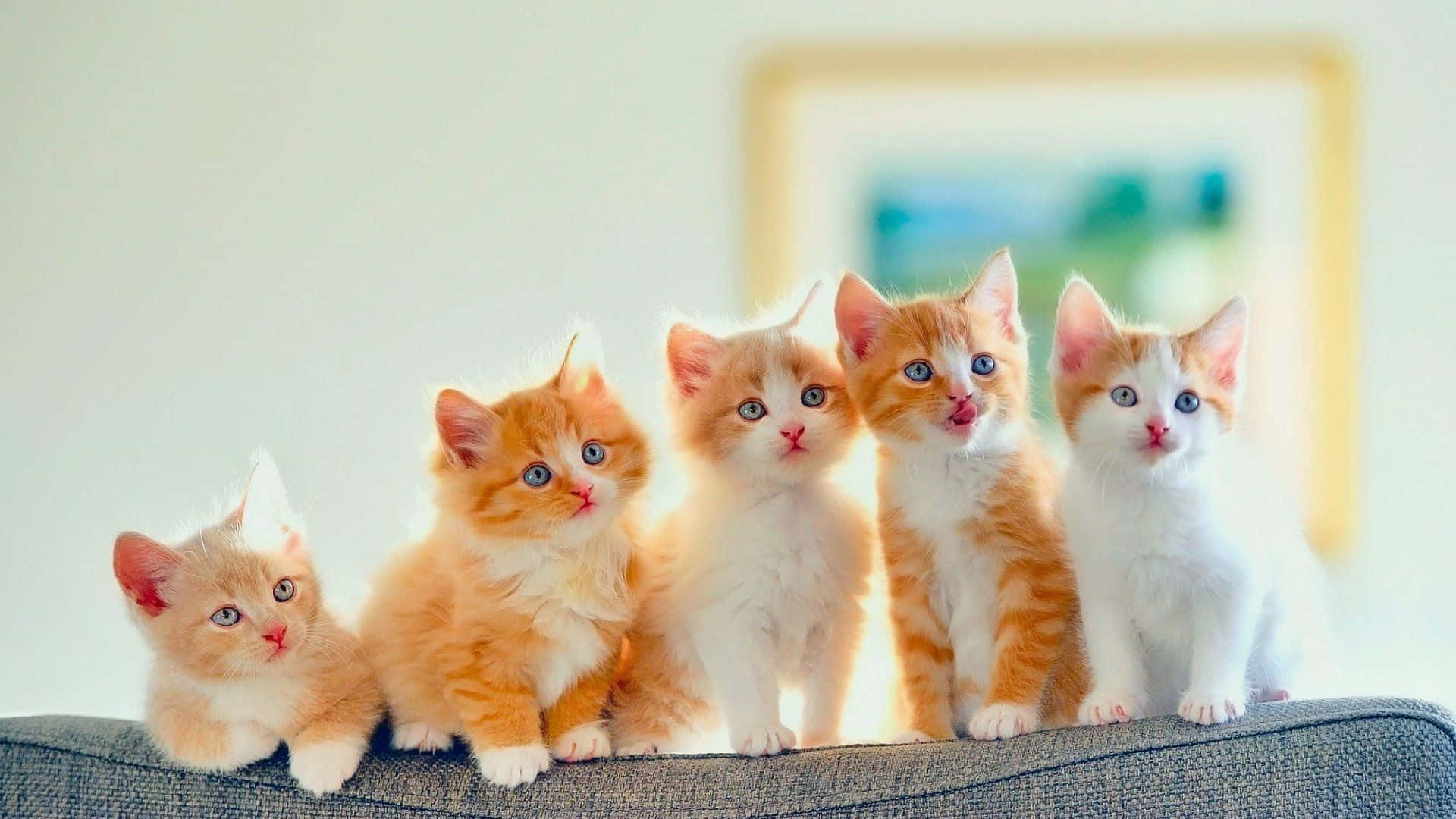 1920x1080 Cute Kitties Wallpaper
