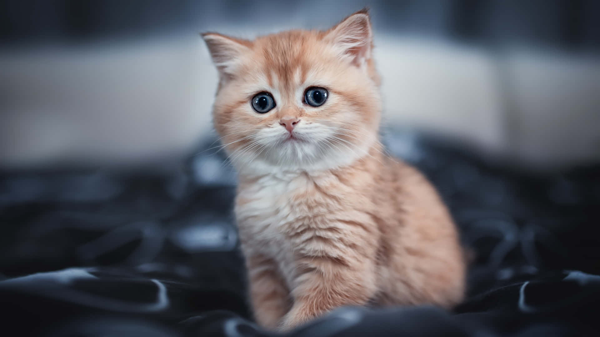 1920x1080 Cute Cat Pfp Wallpaper