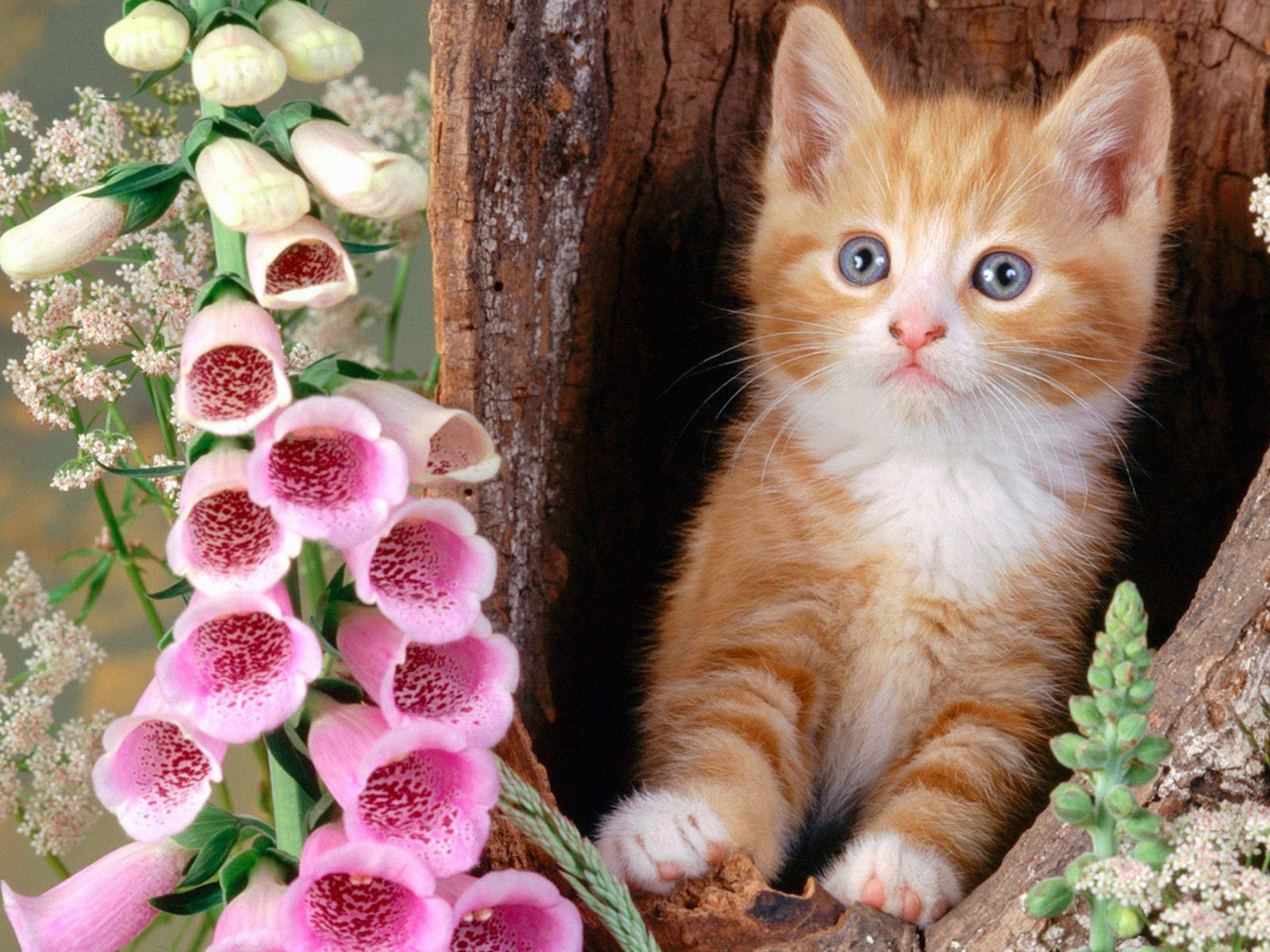 2560x1920 Ginger cat