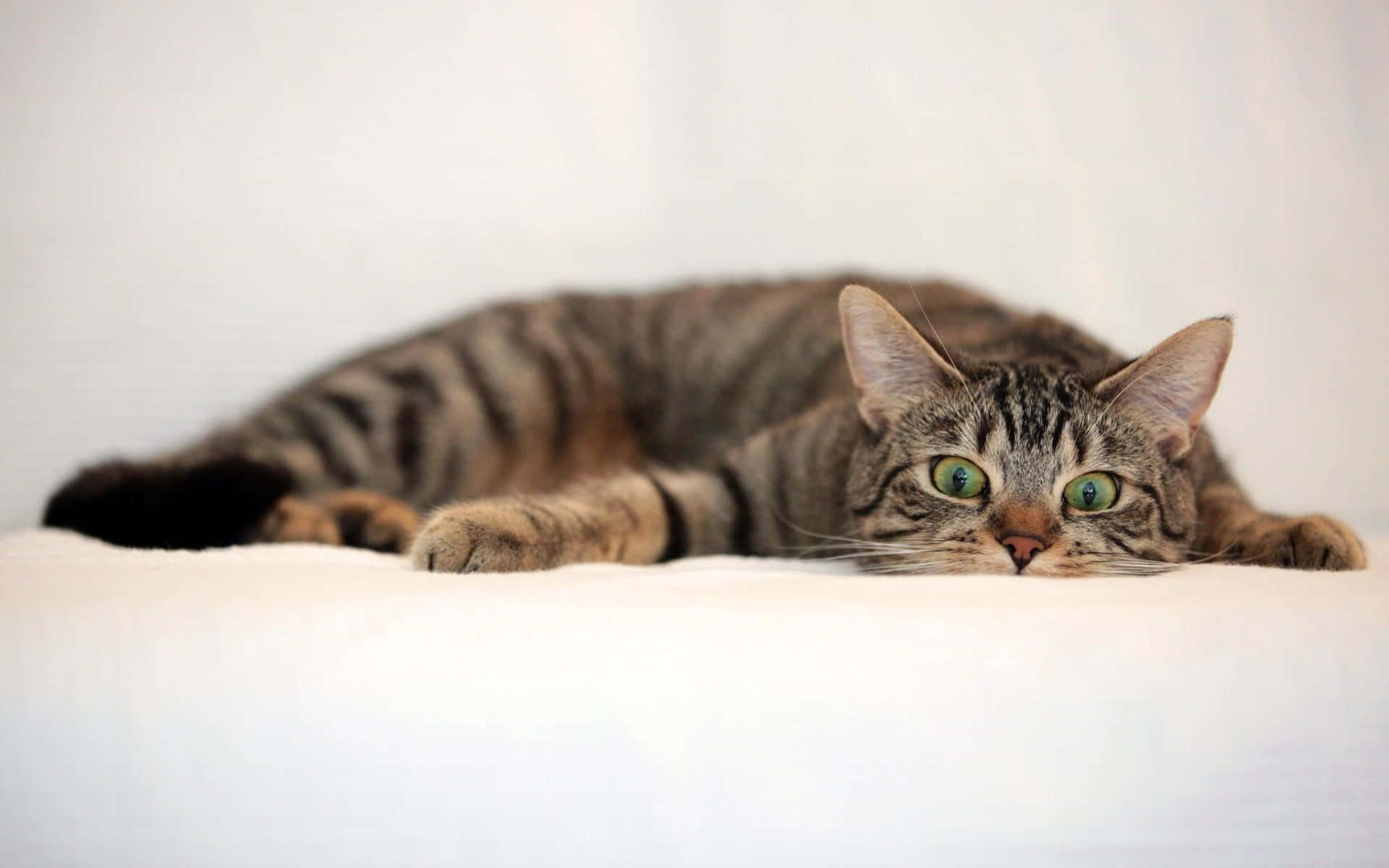 1920x1200 Tabby Cat Wallpaper