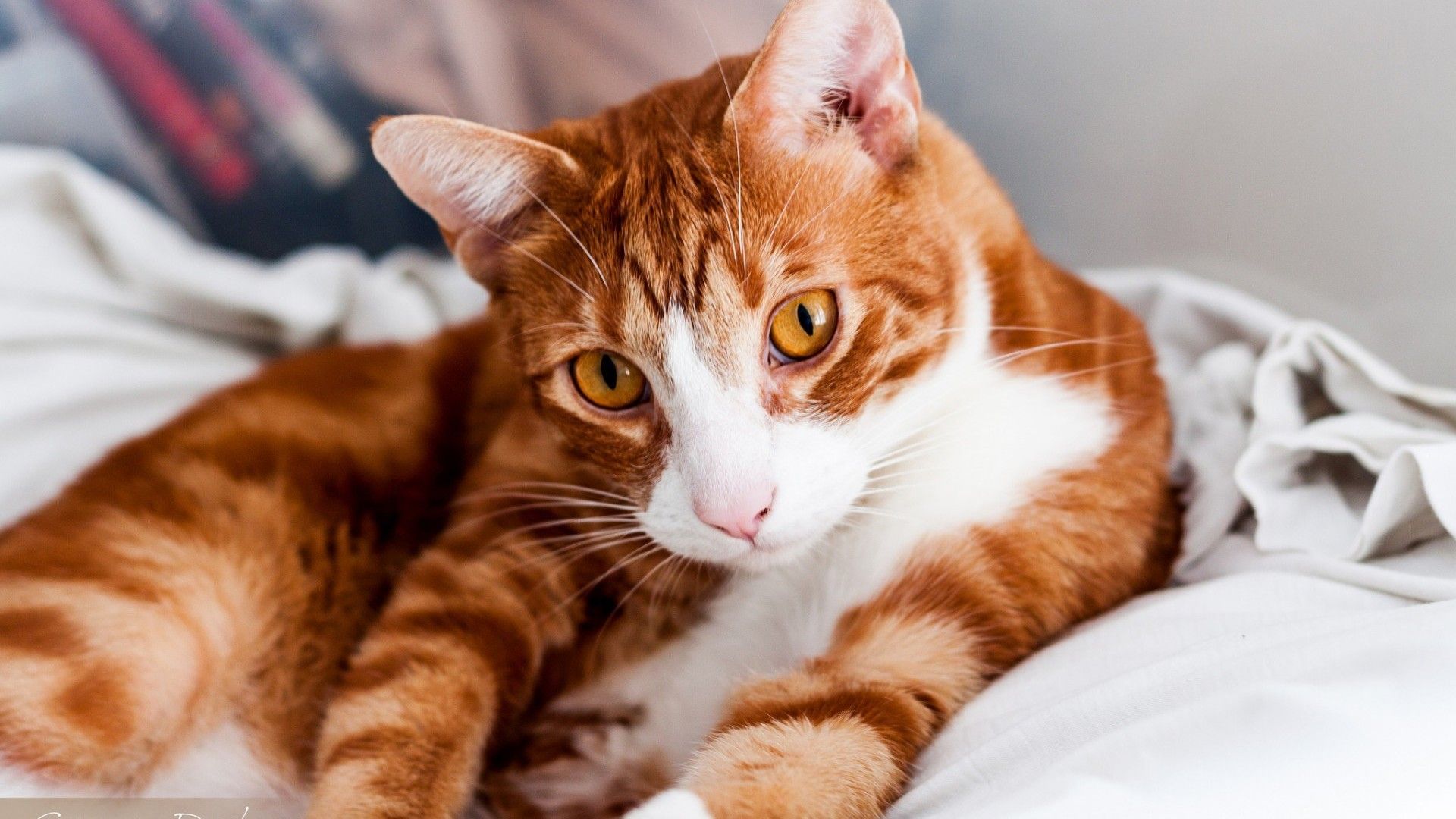 1920x1080 Good Morning- Have a nice day with my sweet cat. Cats, Ginger cats, Cat pics