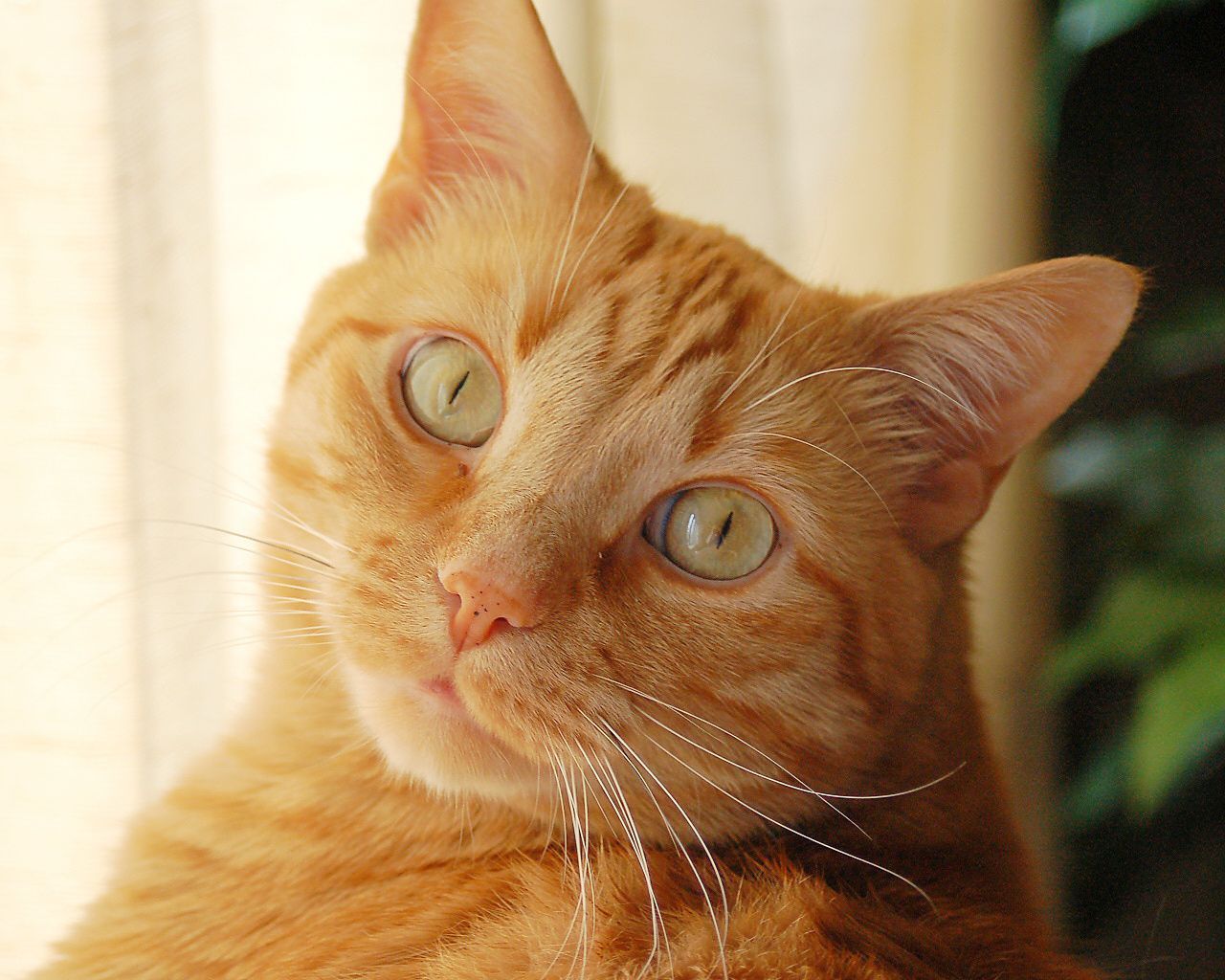 1280x1024 Orange Cats Wallpaper