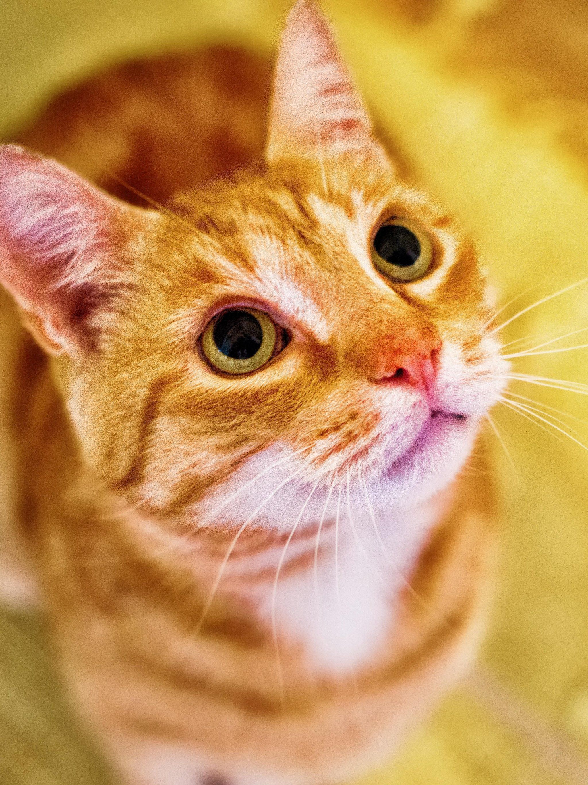2048x2732 Orange Cat Looking Up Wallpaper, Android & Desktop Background