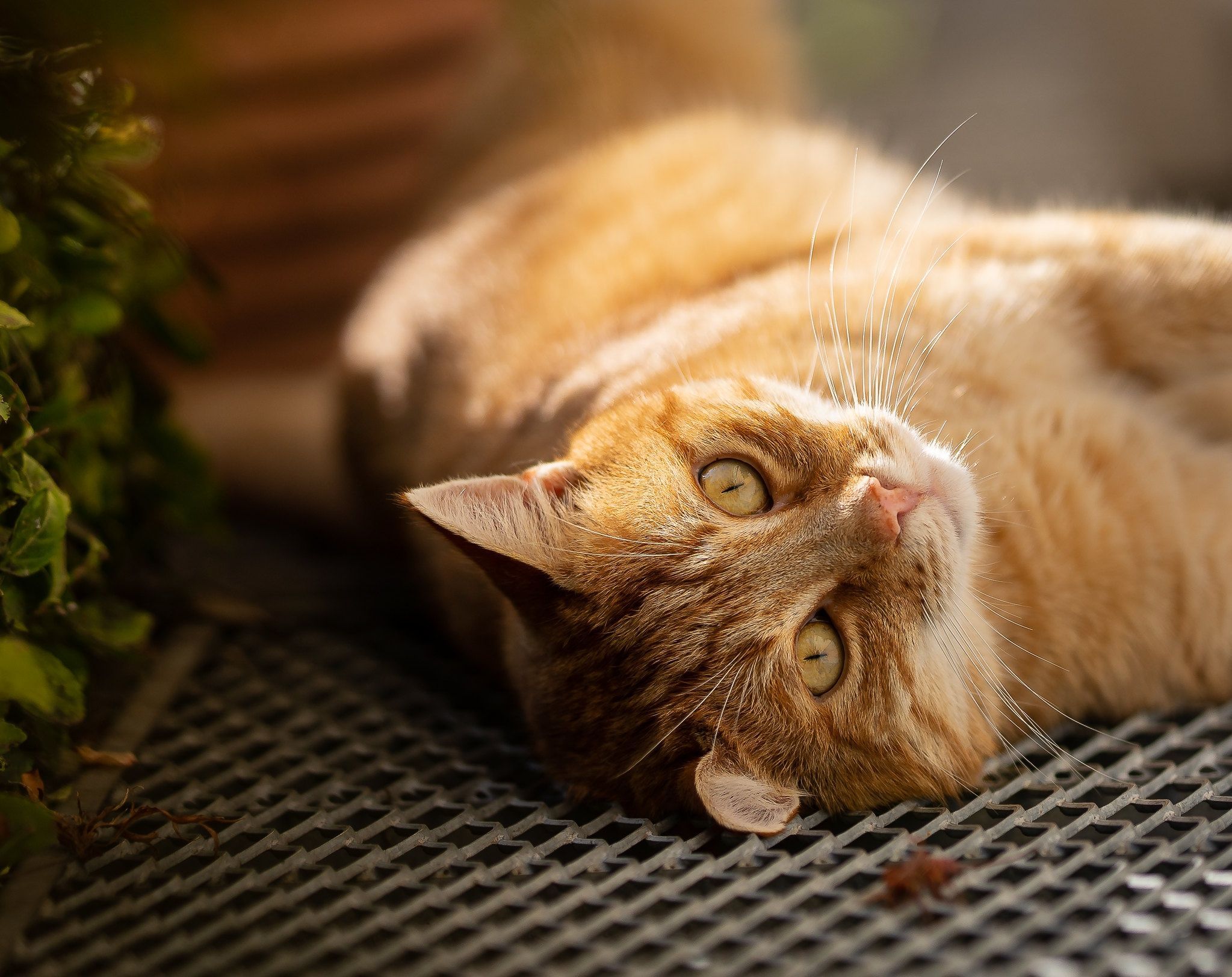 2047x1624 Ginger Cat Lying Down
