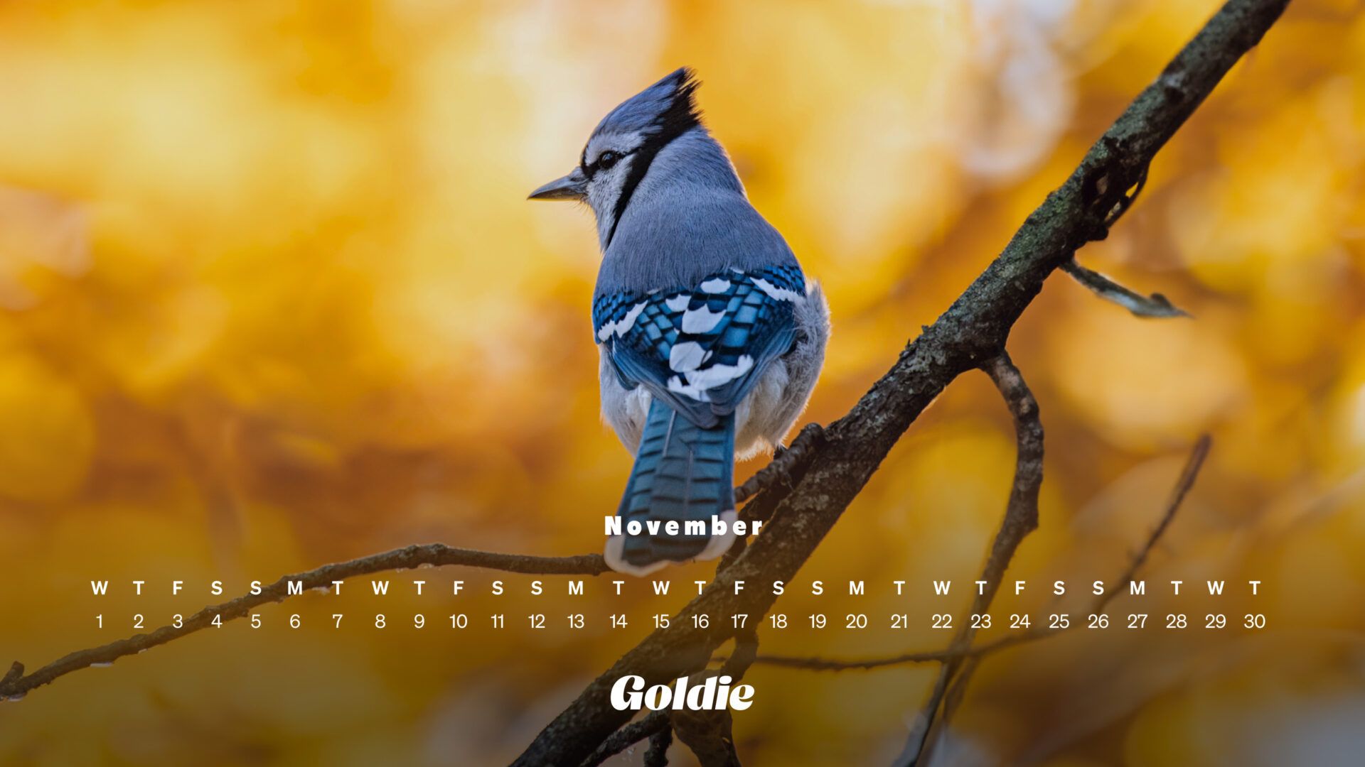 1920x1080 Free November 2023 Wallpaper Calendars