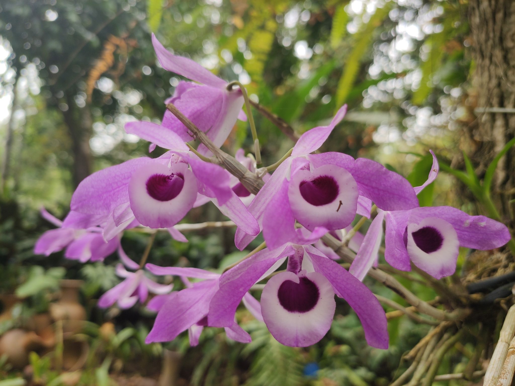 2048x1536 Dendrobium lituiflorum · iNaturalist