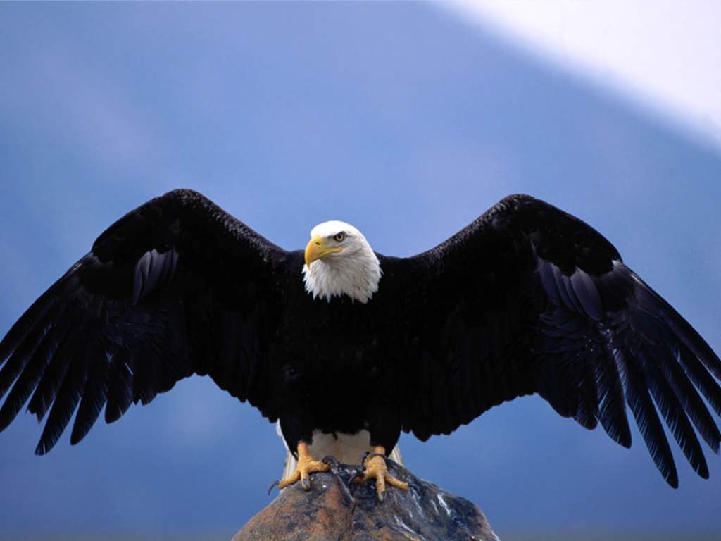 1024x768 Roofvogels