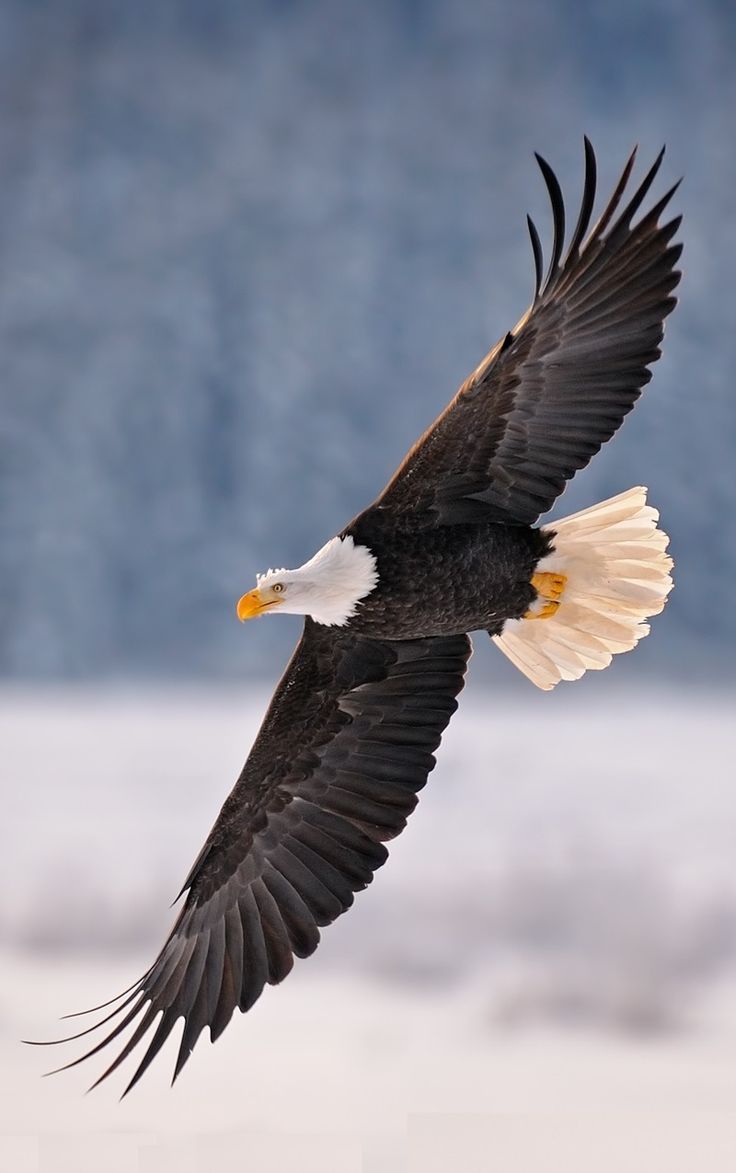 736x1173 On Eagle's Wings (sermon) 10.20.2013. Eagle picture, Bald eagle, Eagle wallpaper