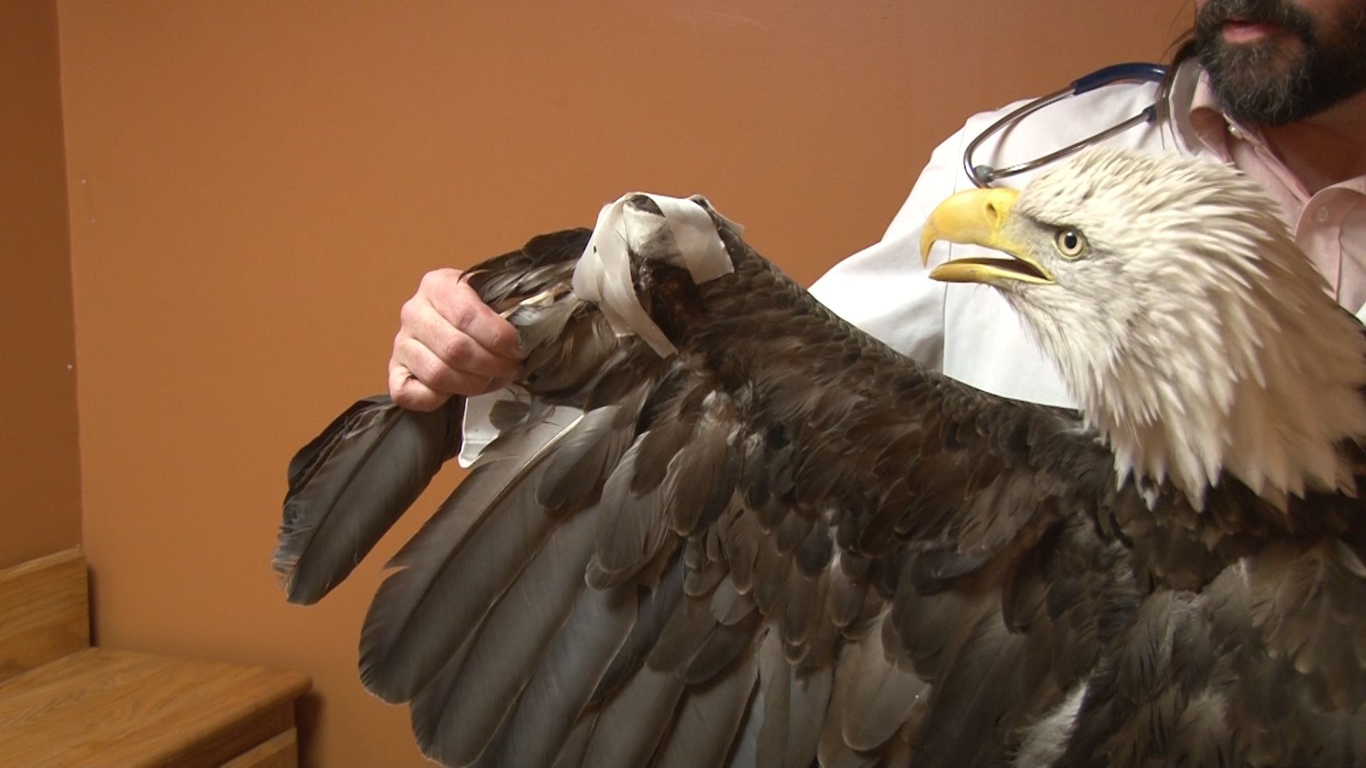 1920x1080 Bald eagle's wing amputated after being shot in West Virginia