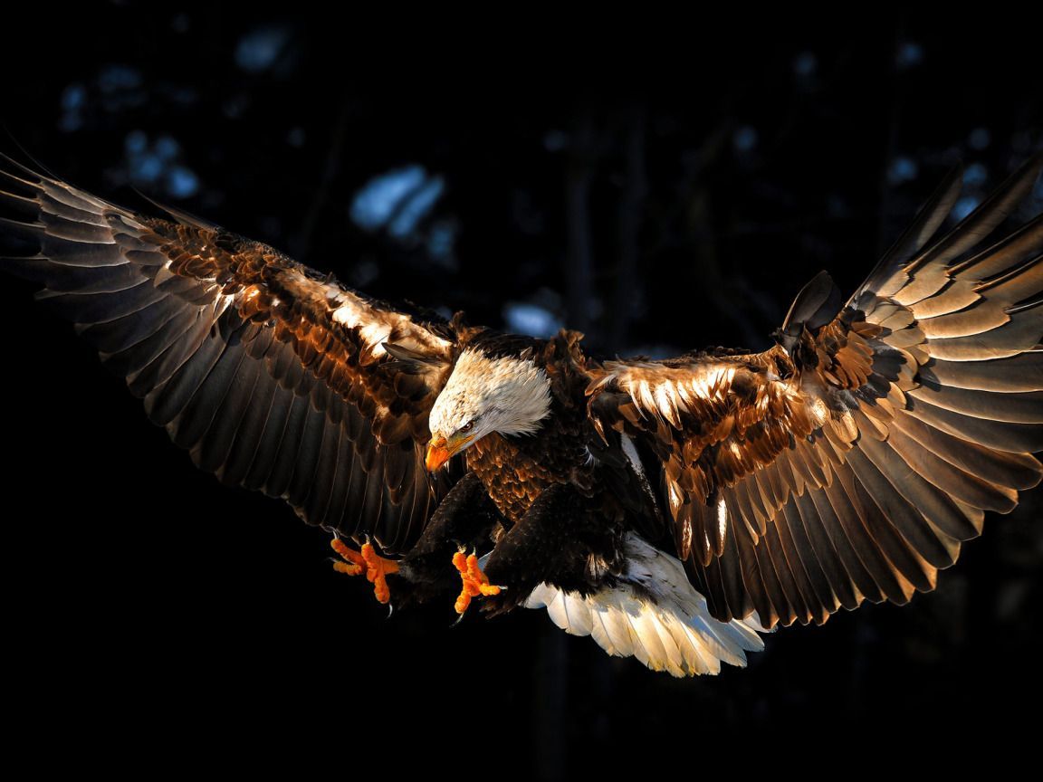 1152x864 Download wallpaper bird, eagle, wings, eagle, section animals in resolution 1152x864