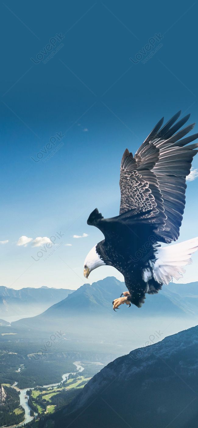 650x1407 Eagle Wing Wallpaper Image Free Download