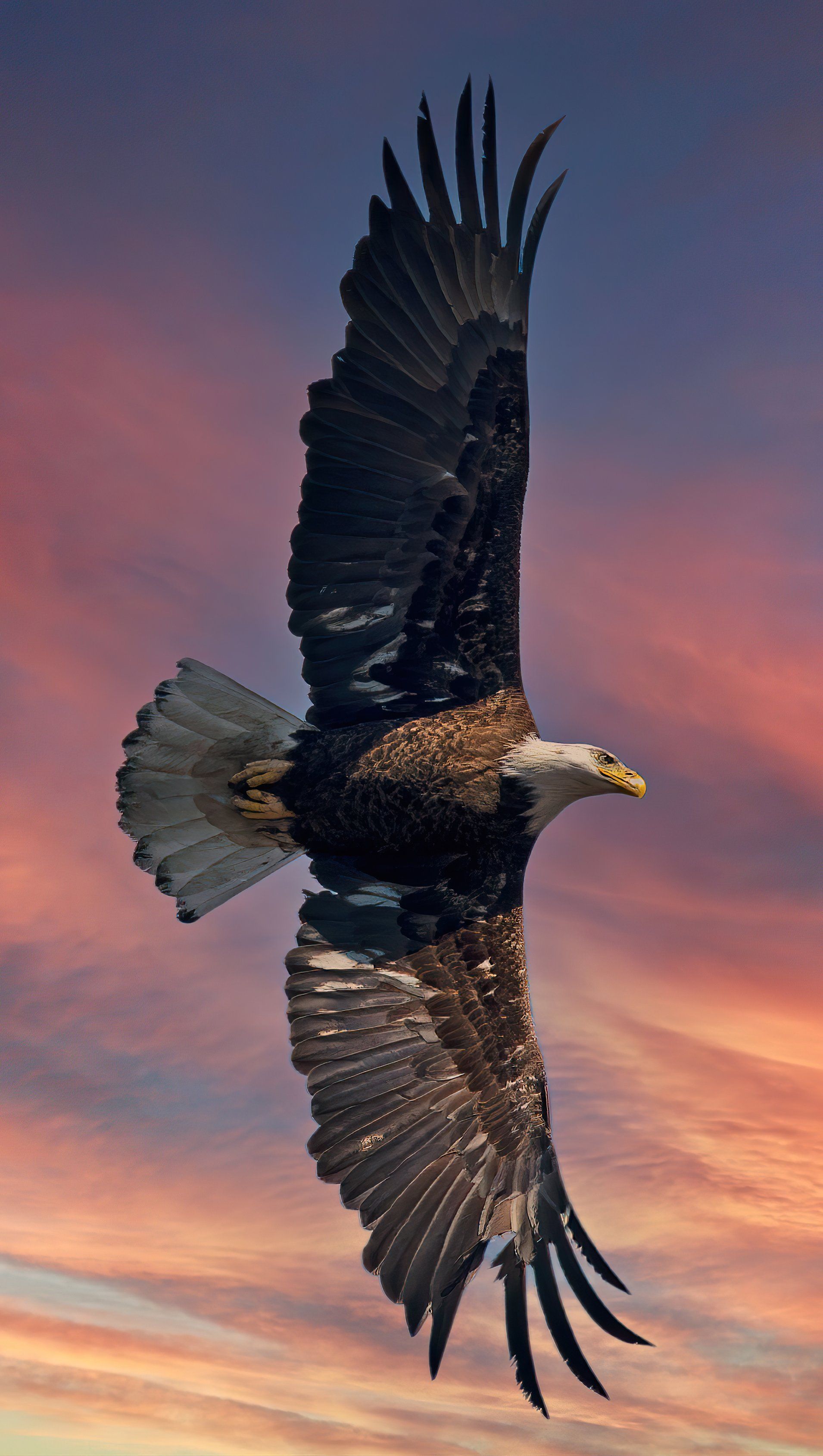 1910x3379 Bald Eagle open wings Wallpaper 5k Ultra HD