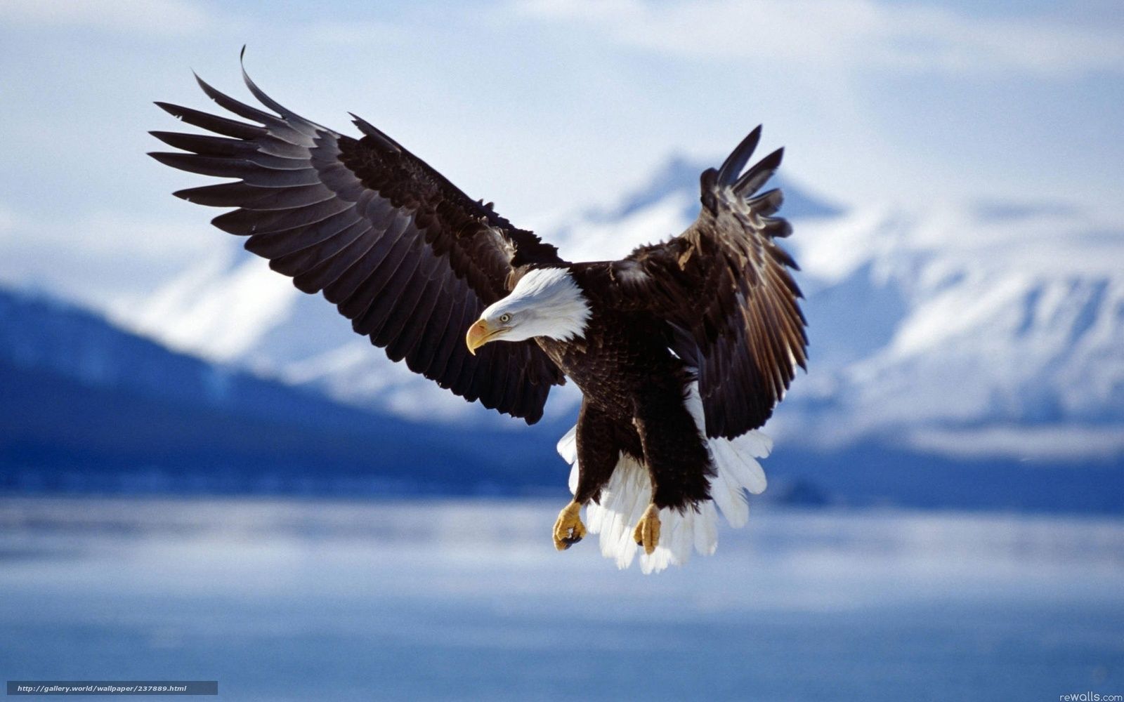 1600x1000 Download wallpaper predator, eagle, wings free desktop wallpaper in the resolution 1920x1200
