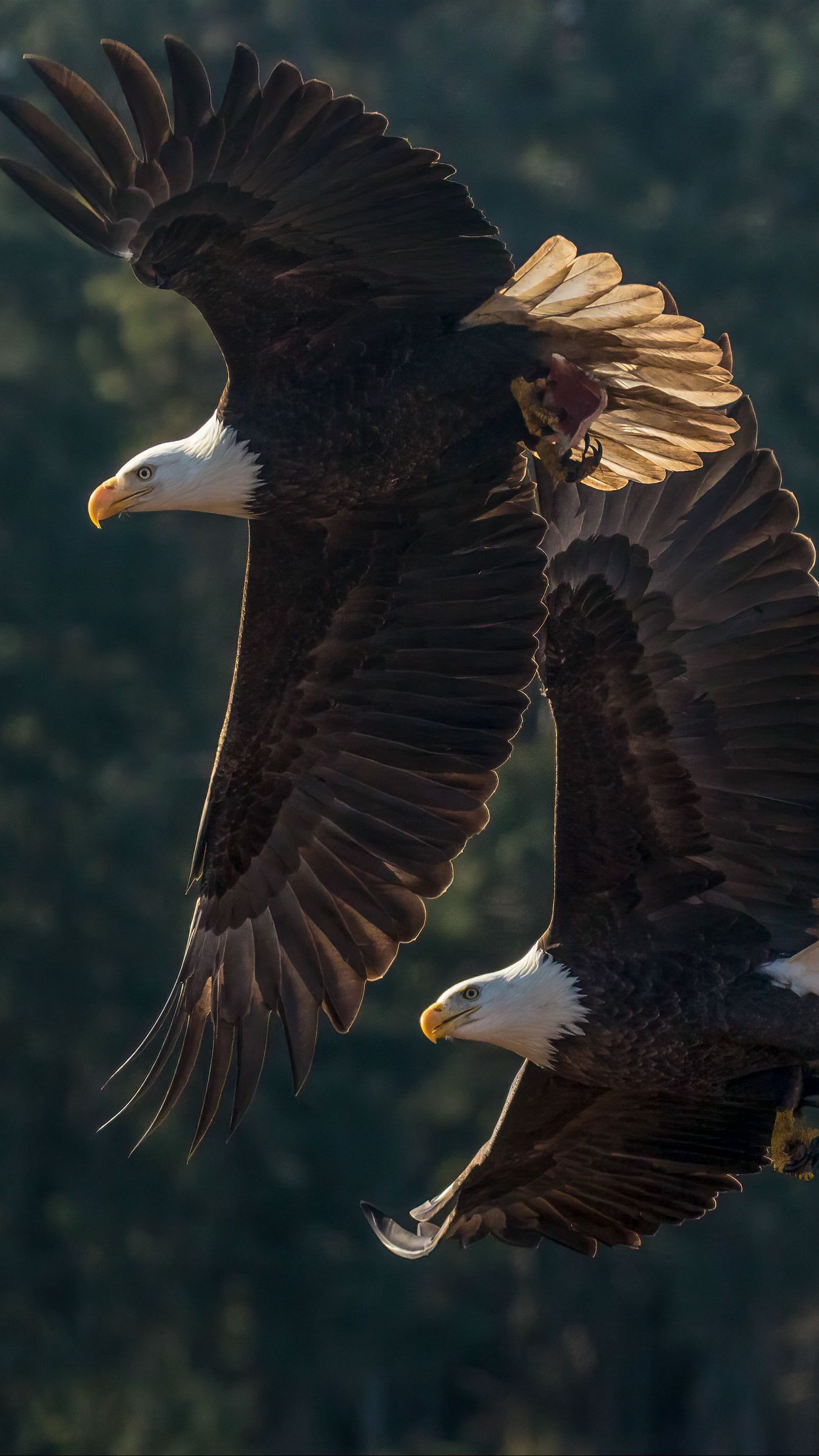 1350x2400 Download wallpaper 1350x2400 eagle, birds, predator, wings, flight iphone 8+/7+/6s+/for parallax HD background