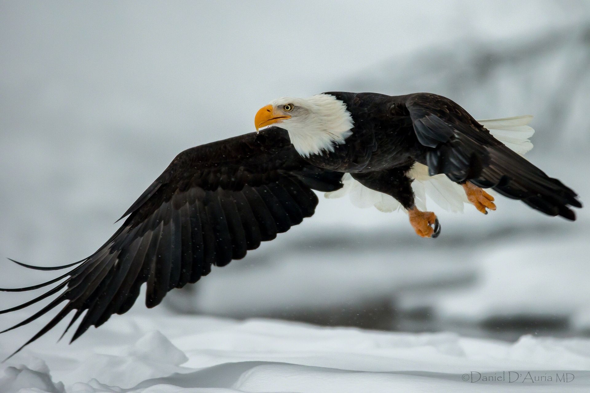 1920x1279 Animal Bald Eagle HD Wallpaper