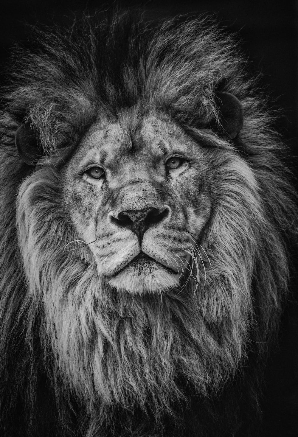 1000x1467 Lion Wallpaper: Free HD Download [HQ]