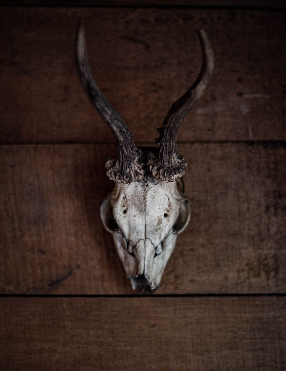 Goat Skull Wallpapers - Top Free Goat Skull Backgrounds - WallpaperAccess