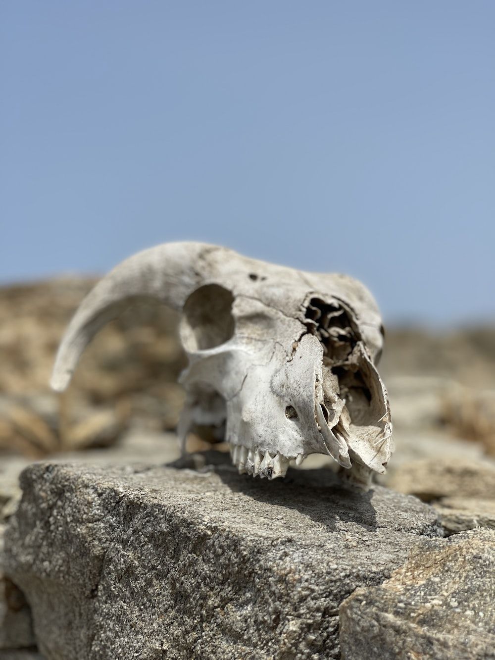 1000x1333 Goat Skull Picture. Download Free Image