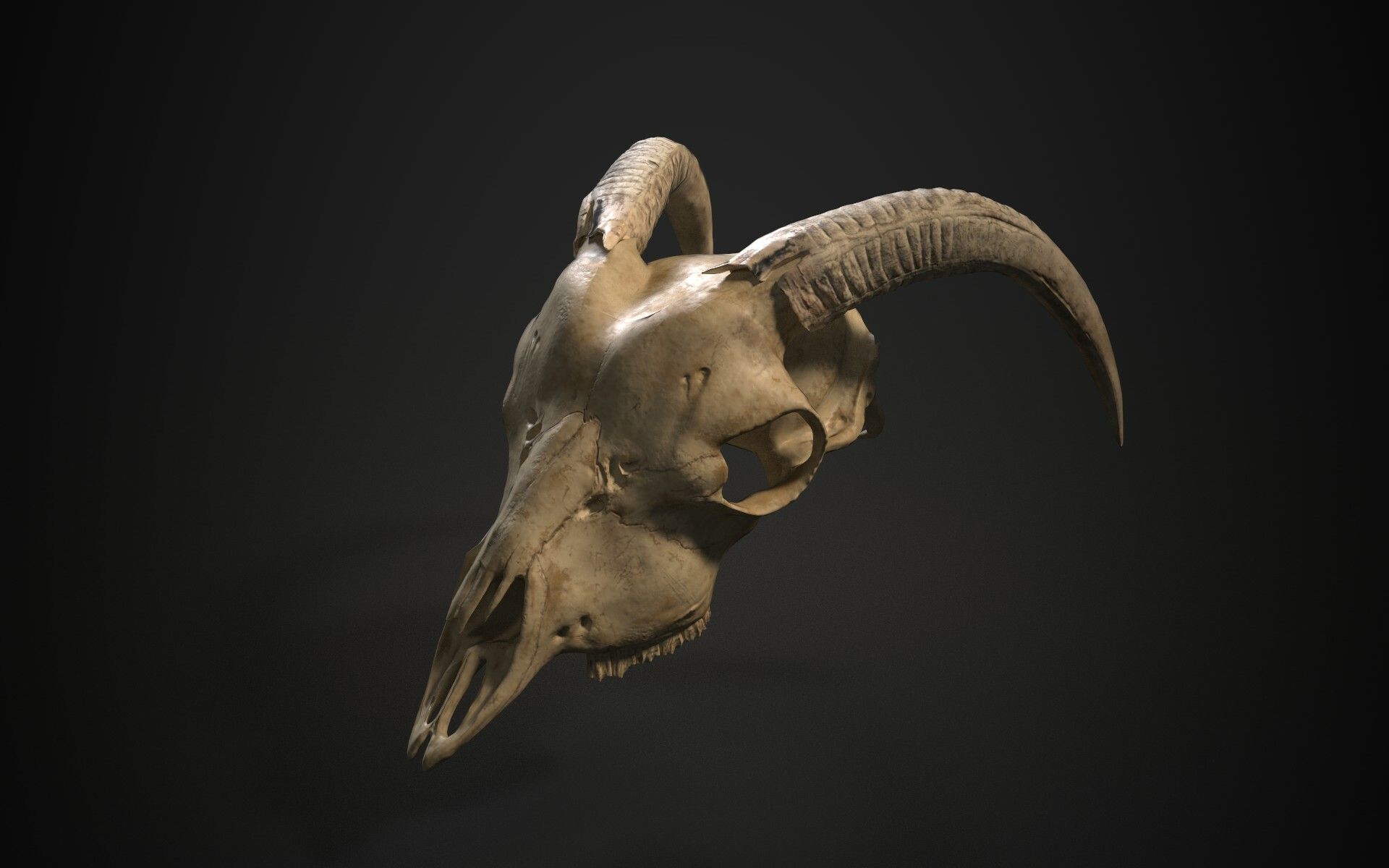 Goat Skull Wallpapers - Top Free Goat Skull Backgrounds - WallpaperAccess