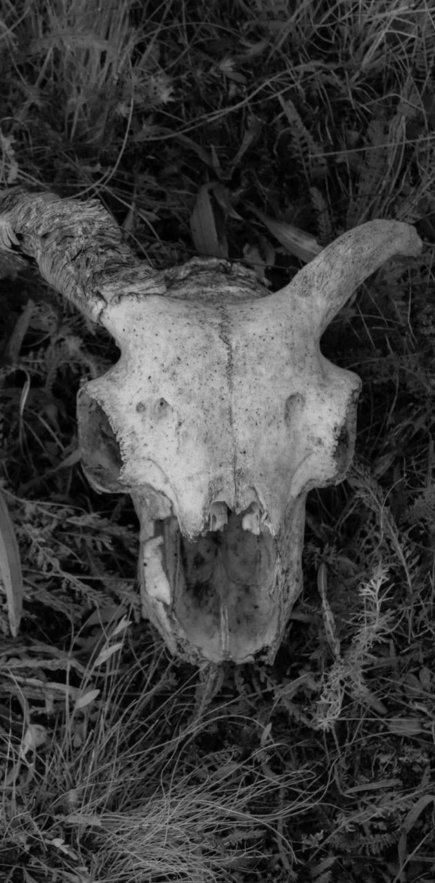 630x1280 Goat Skull Wallpaper