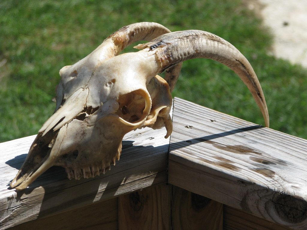 1024x768 This is the goat skull. We will use this for homeschool dem
