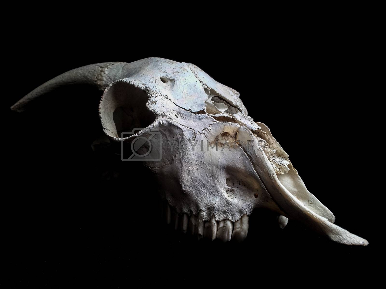 1600x1200 Goat skull by Arvebettum Vectors & Illustrations Free download