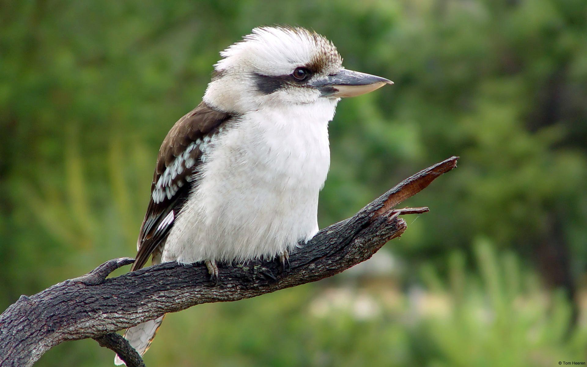 1920x1200 Animal Kookaburra HD Wallpaper