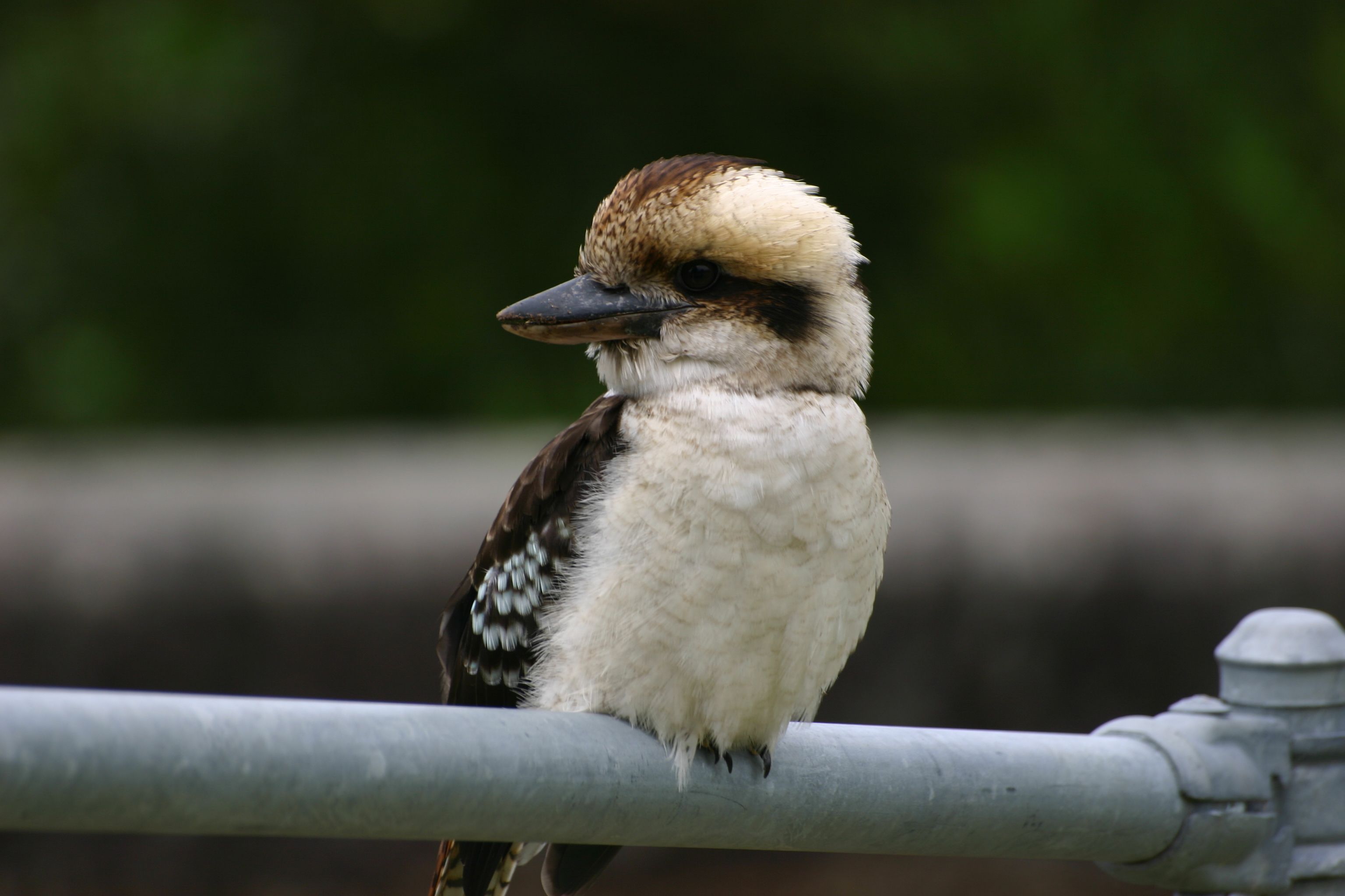 3072x2048 Animal Kookaburra HD Wallpaper