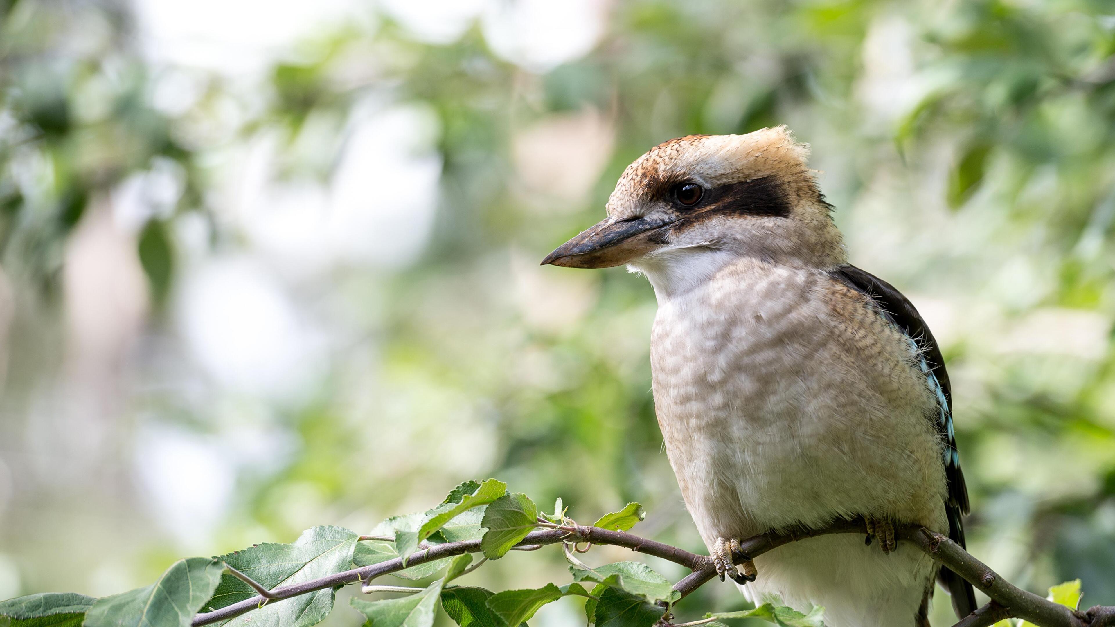 3840x2160 Kookaburra [3840 x 2160]