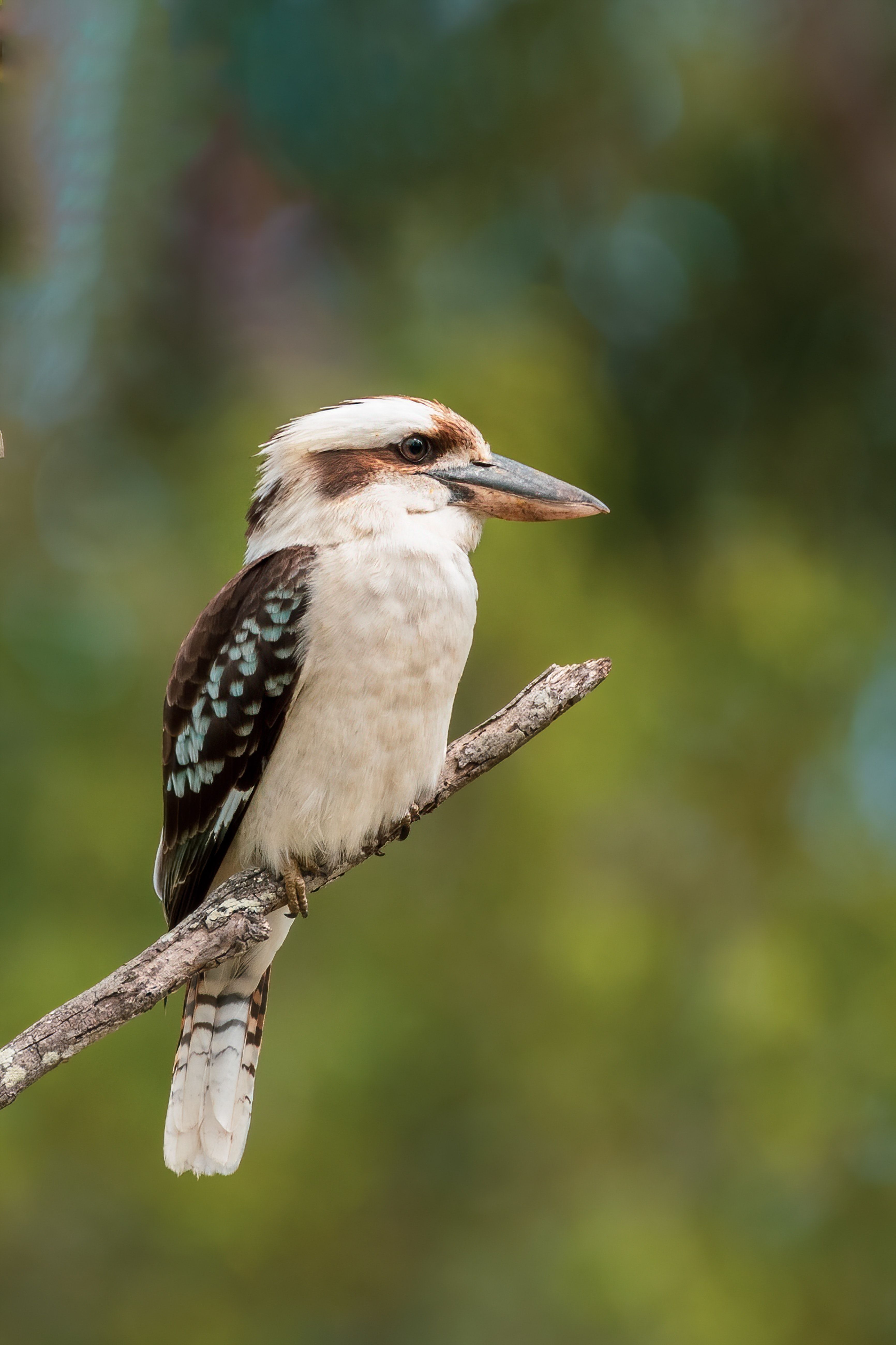 3464x5196 Kookaburra Photo, Download The BEST Free Kookaburra & HD Image