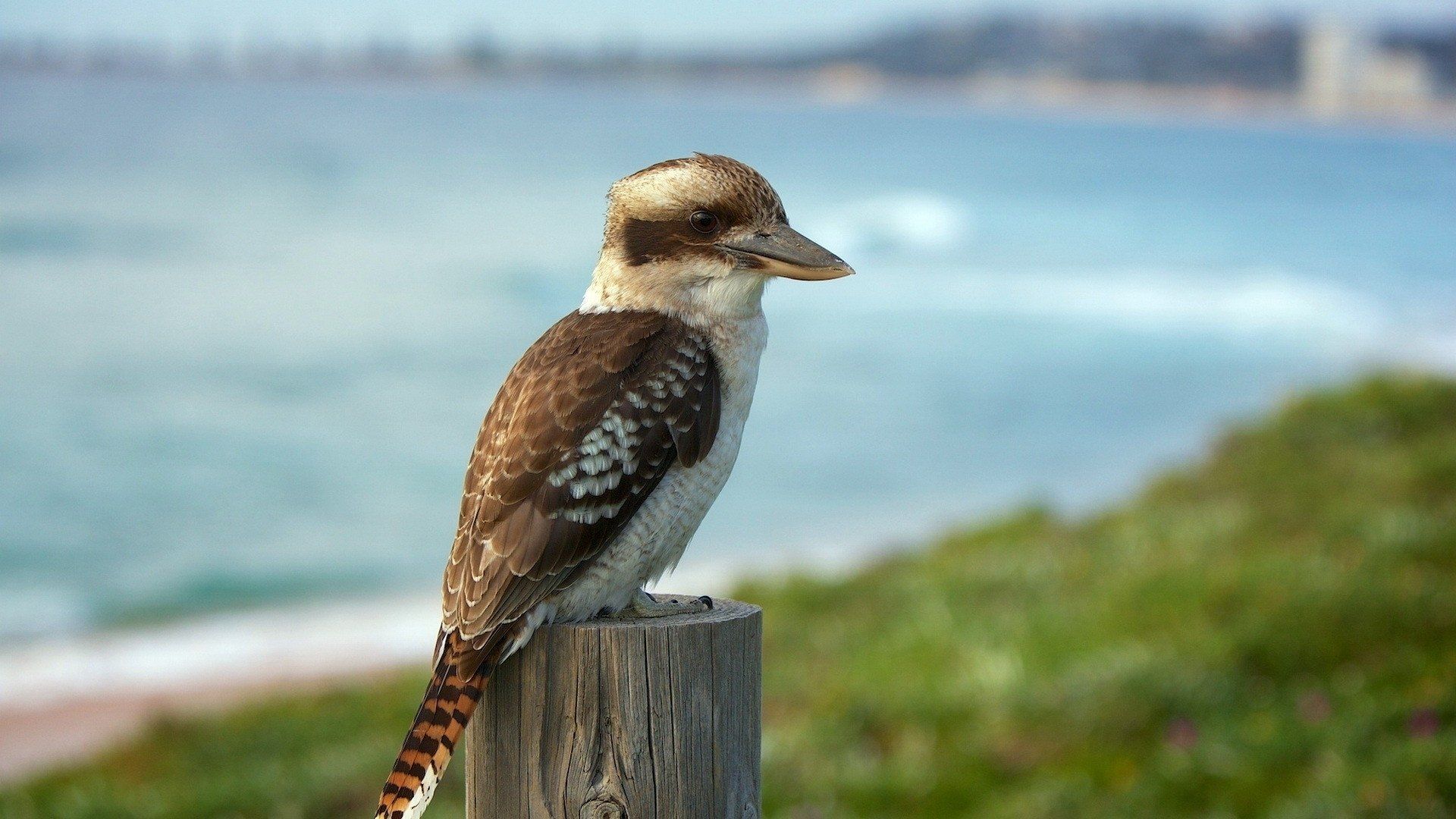 1920x1080 Laughing kookaburra