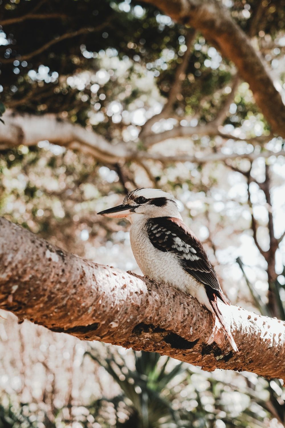 1000x1500 Kookaburra Picture. Download Free Image